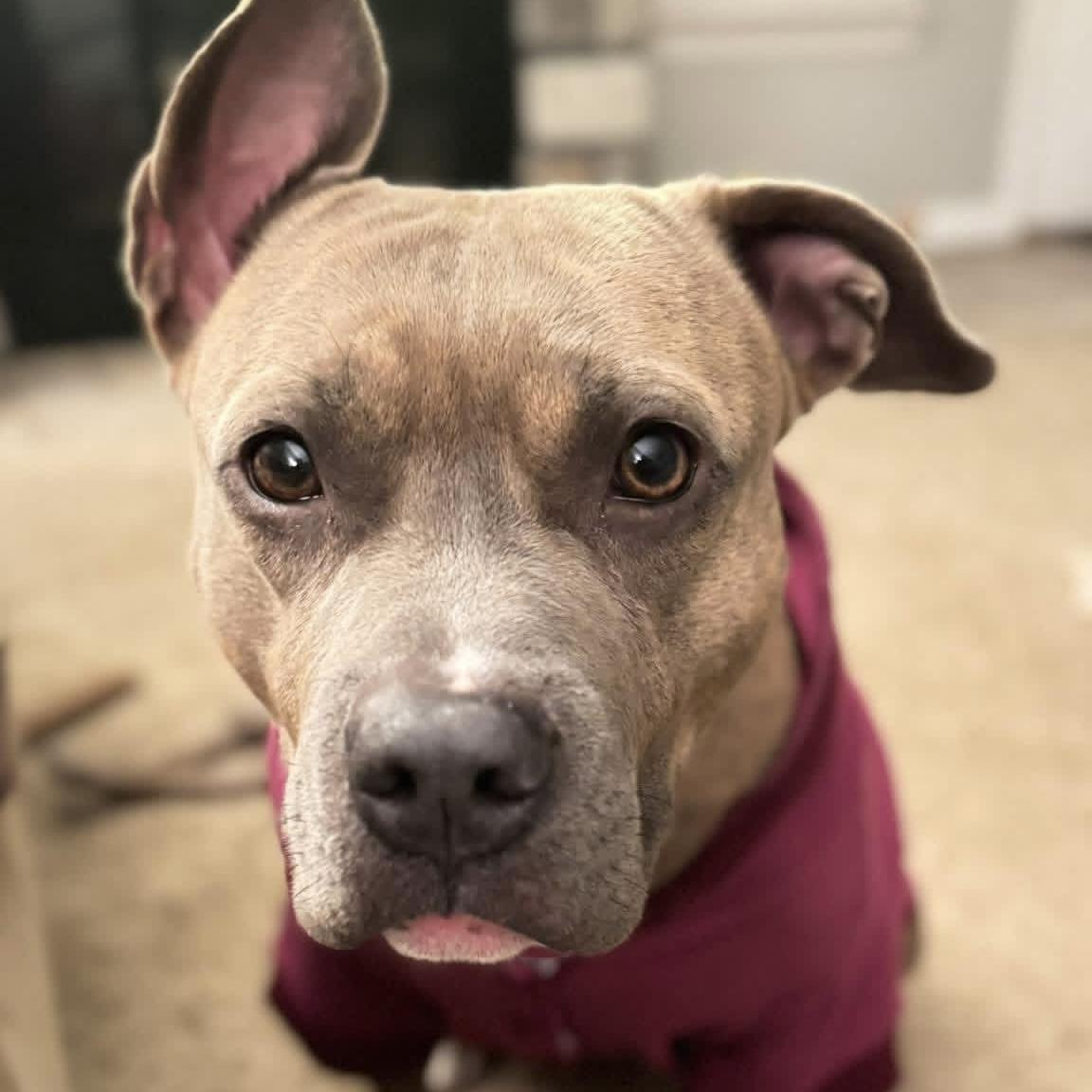 Rosie, a Adoptable mixed breed in Lexington, KY image 4/6