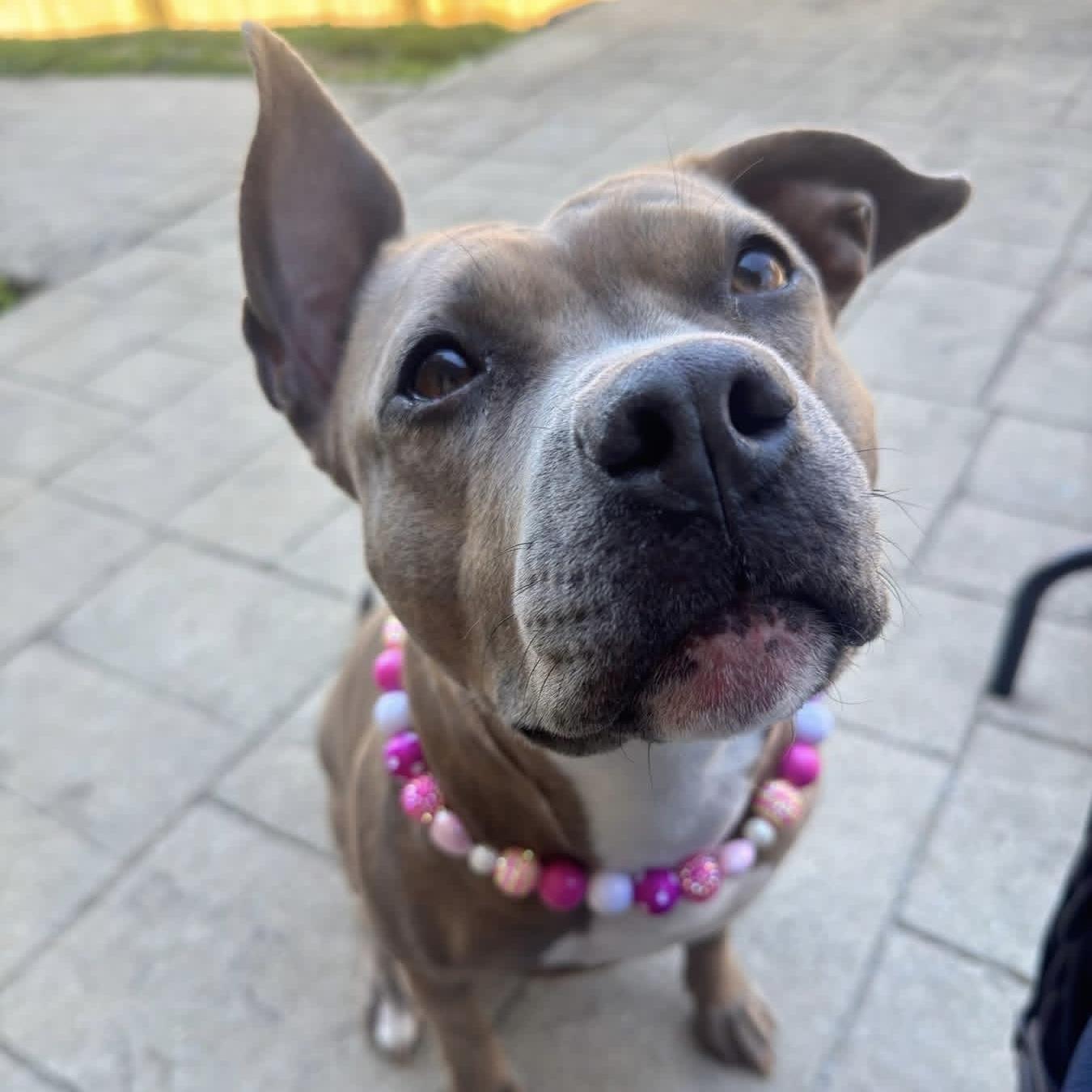 Rosie, a Adoptable mixed breed in Lexington, KY image 1/6