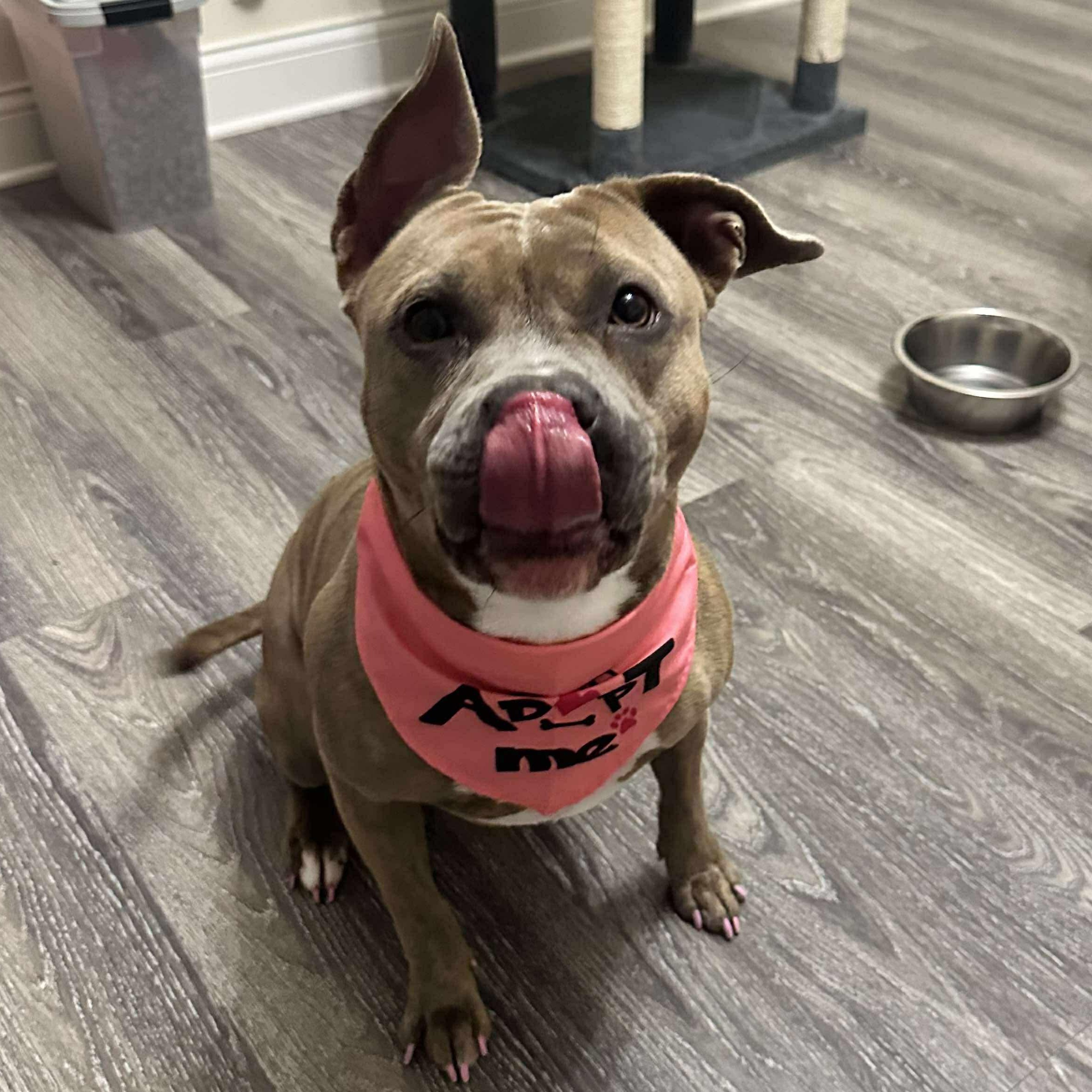 Rosie, a Adoptable mixed breed in Lexington, KY image 4/5