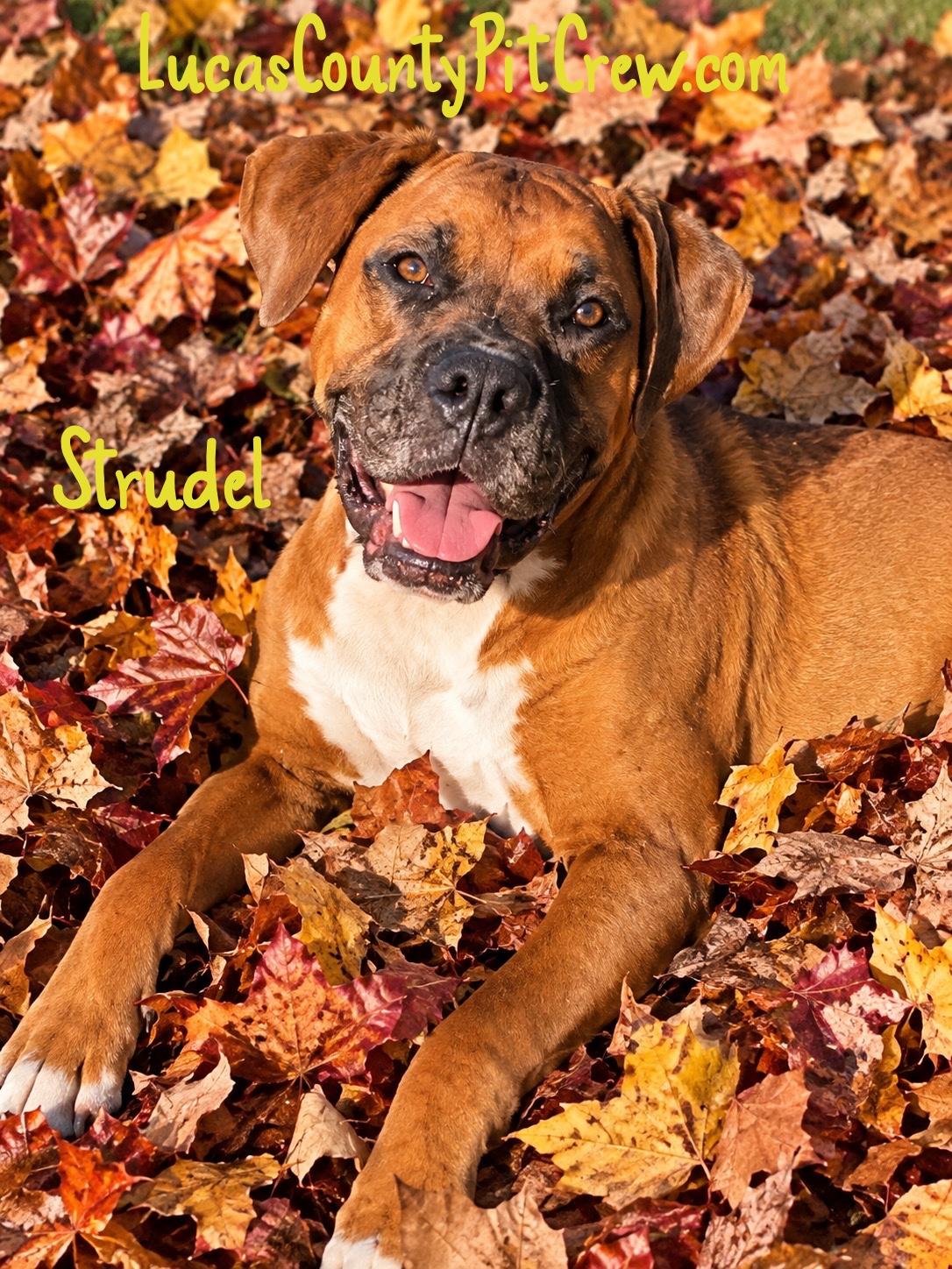 Enlarge Strudel, a Adoptable mixed breed in Toledo, OH image 1/1