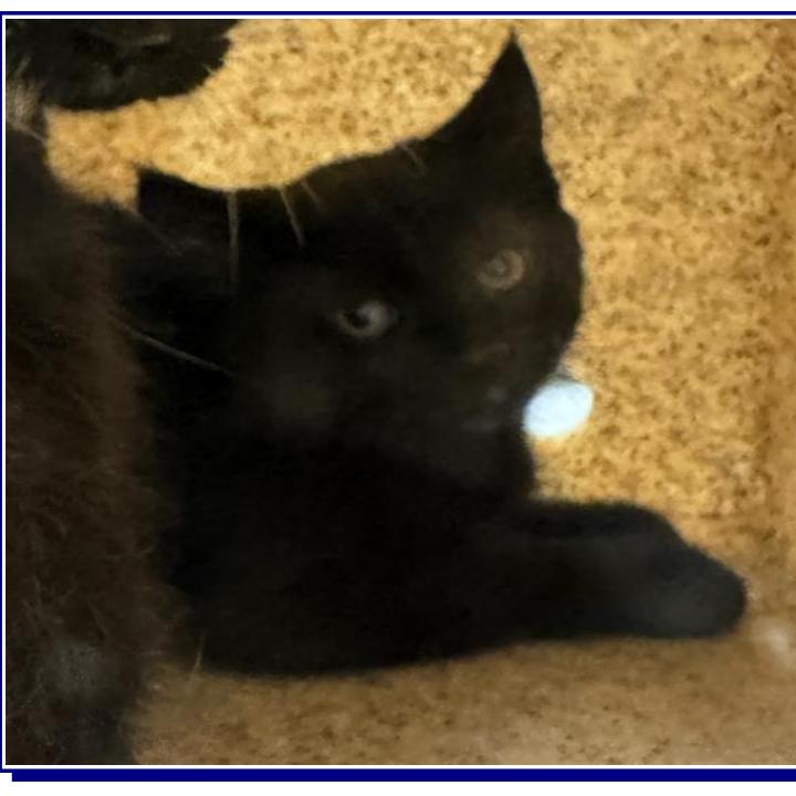 Enlarge Eloise, a Adoptable Domestic Short Hair in Grantsville, UT image 1/1