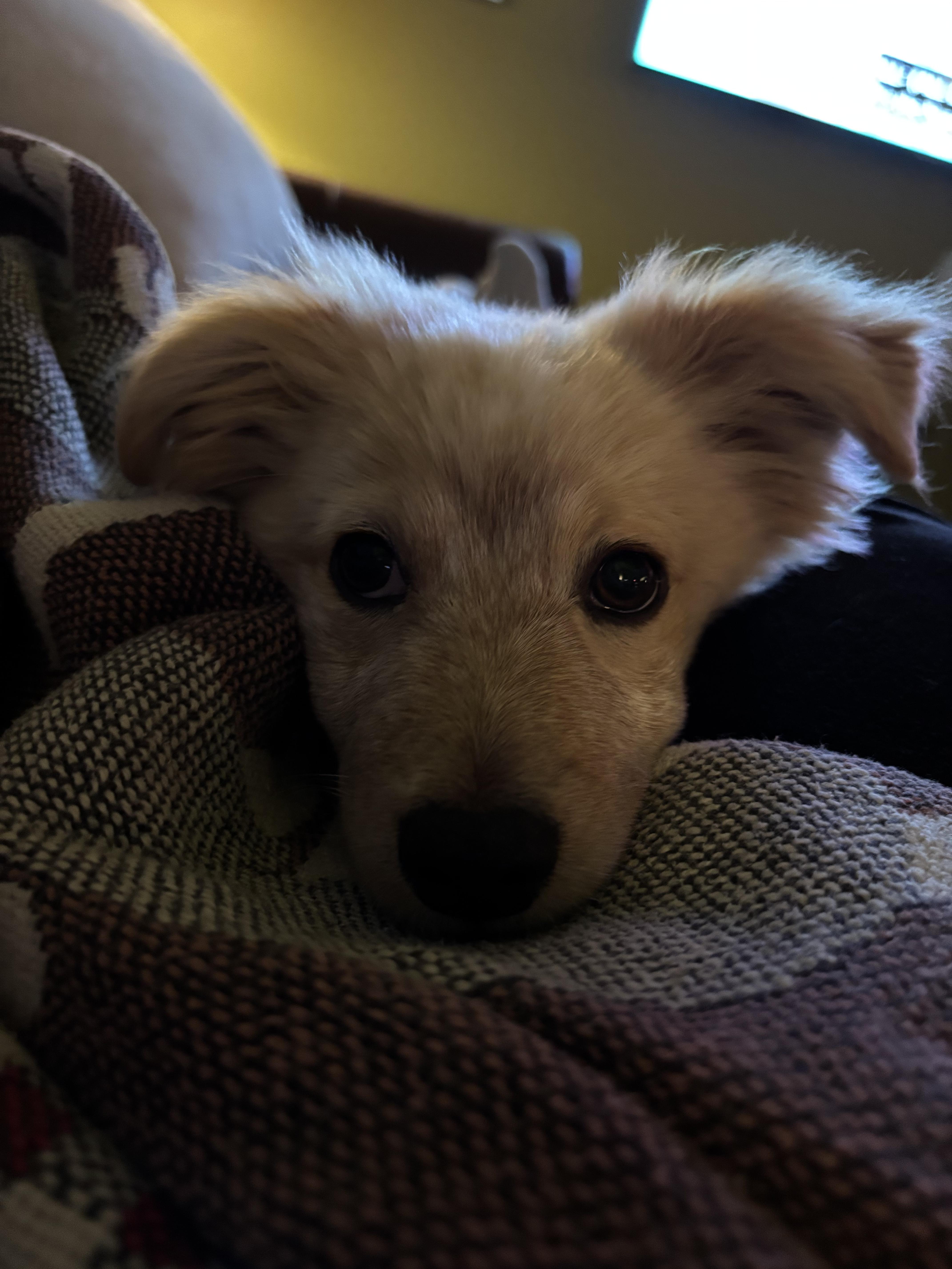 Enlarge Kintaro, an adopted Australian Shepherd in New Orleans, LA image 5/6