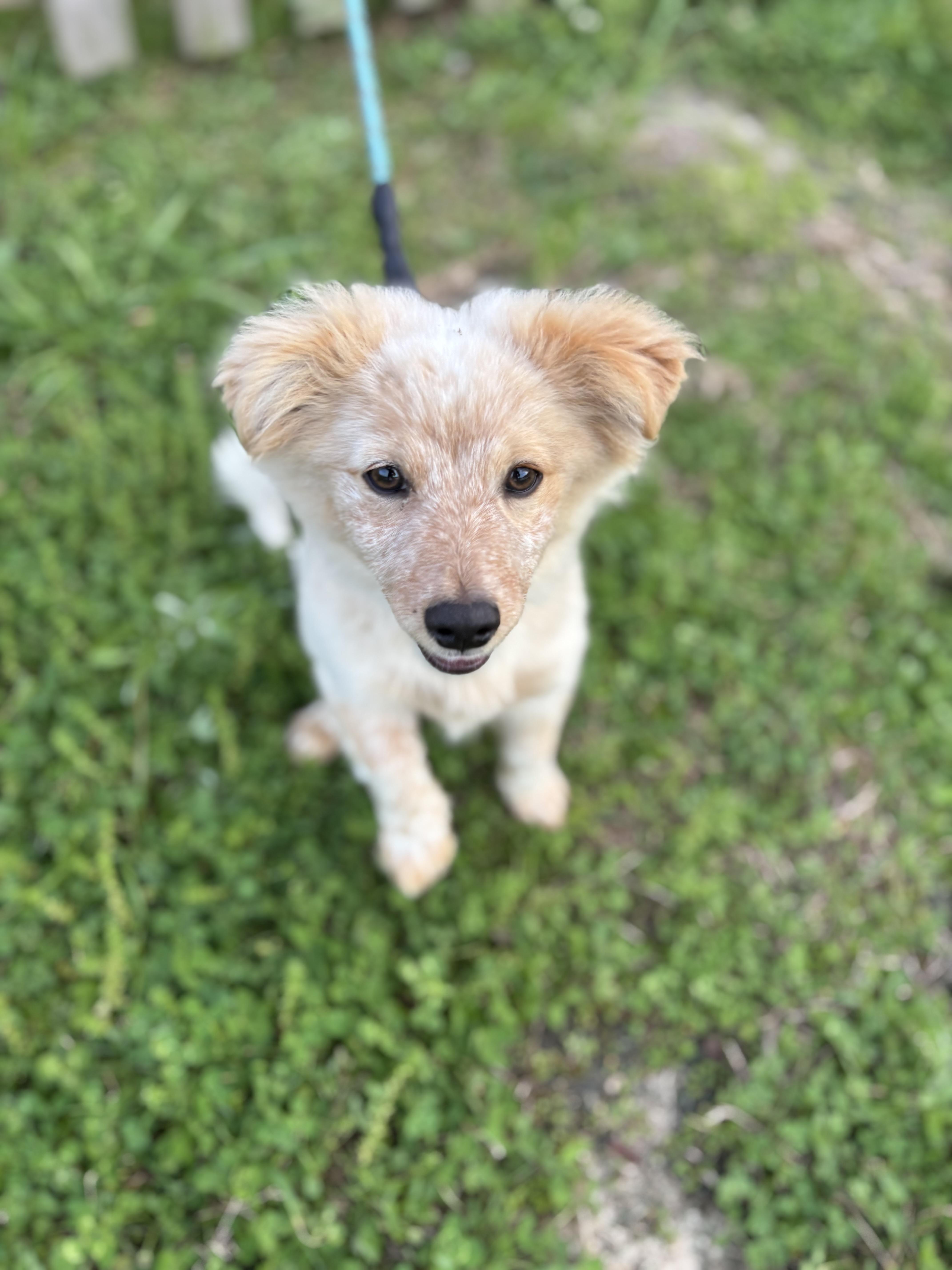 Enlarge Kintaro, an adopted Australian Shepherd in New Orleans, LA image 6/6
