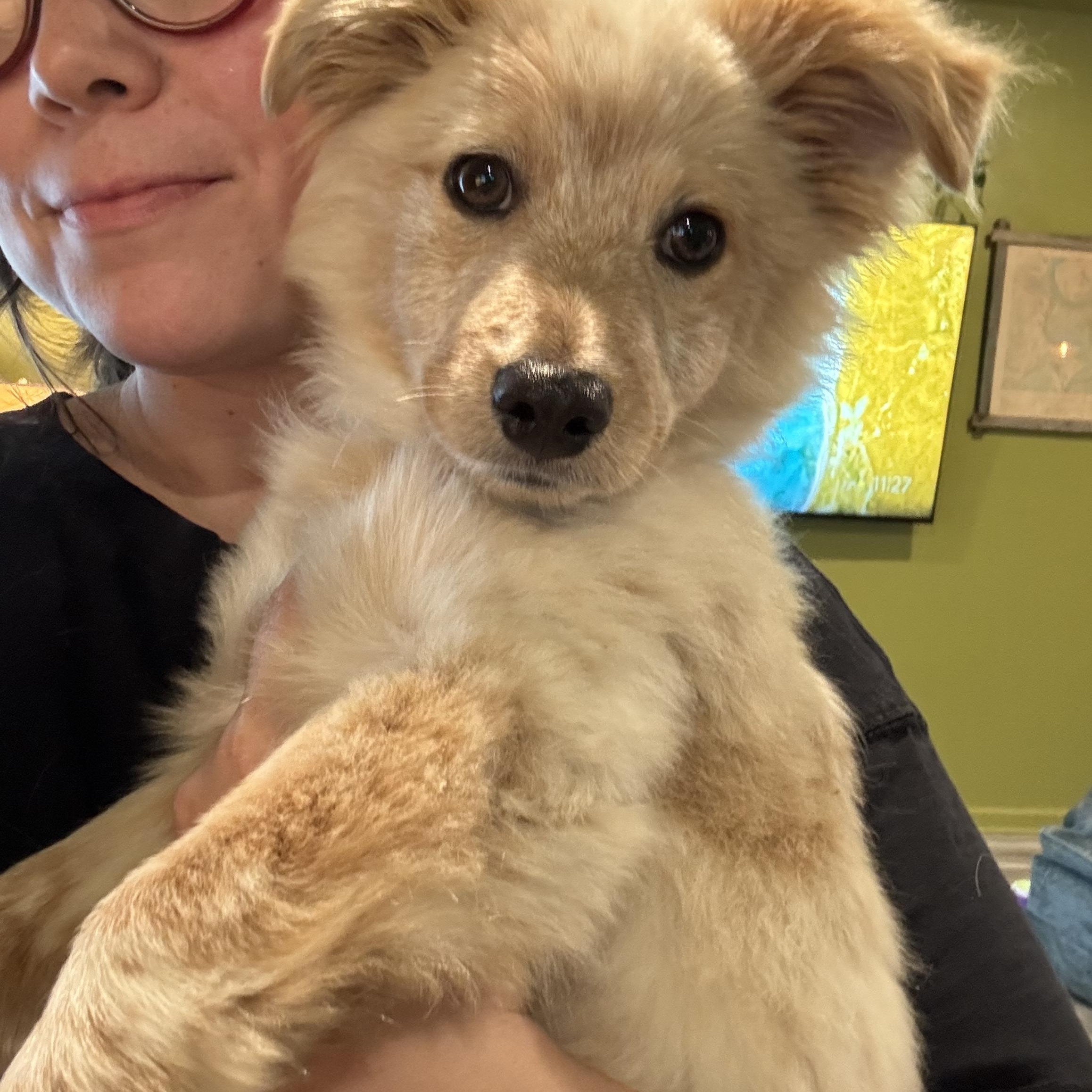 Enlarge Kintaro, an adopted Australian Shepherd in New Orleans, LA image 3/6