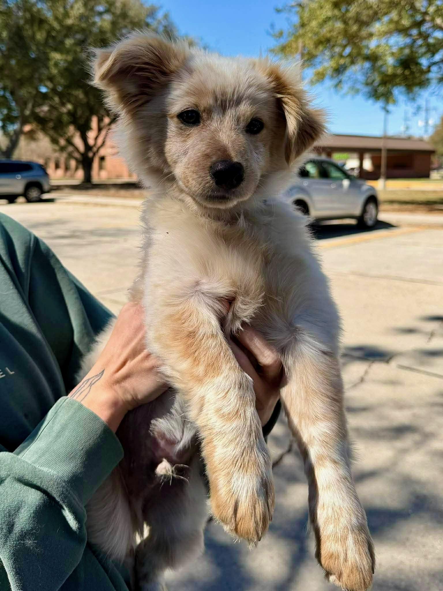 Enlarge Kintaro, an adopted Australian Shepherd in New Orleans, LA image 4/6