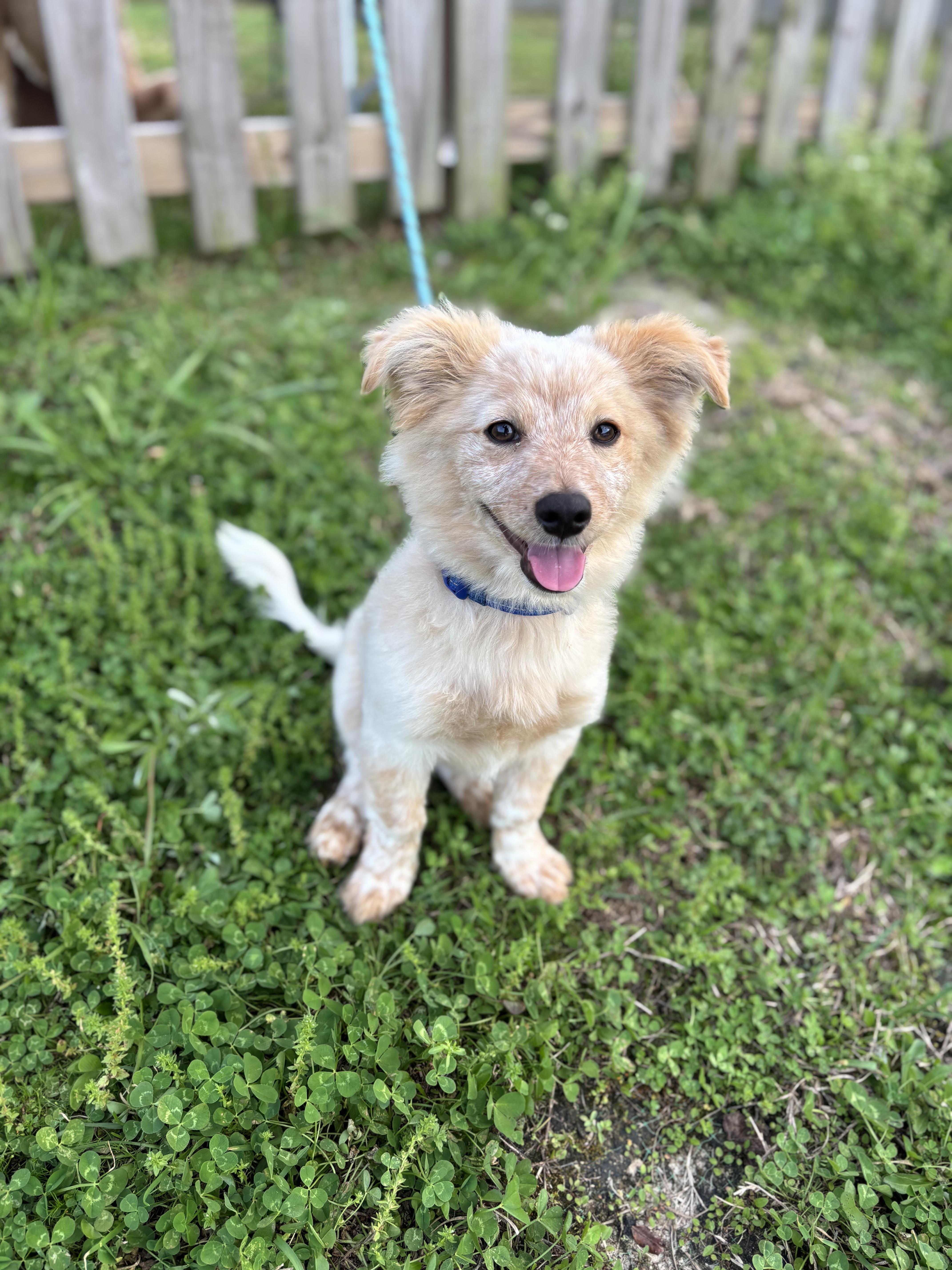 Enlarge Kintaro, an adopted Australian Shepherd in New Orleans, LA image 1/6