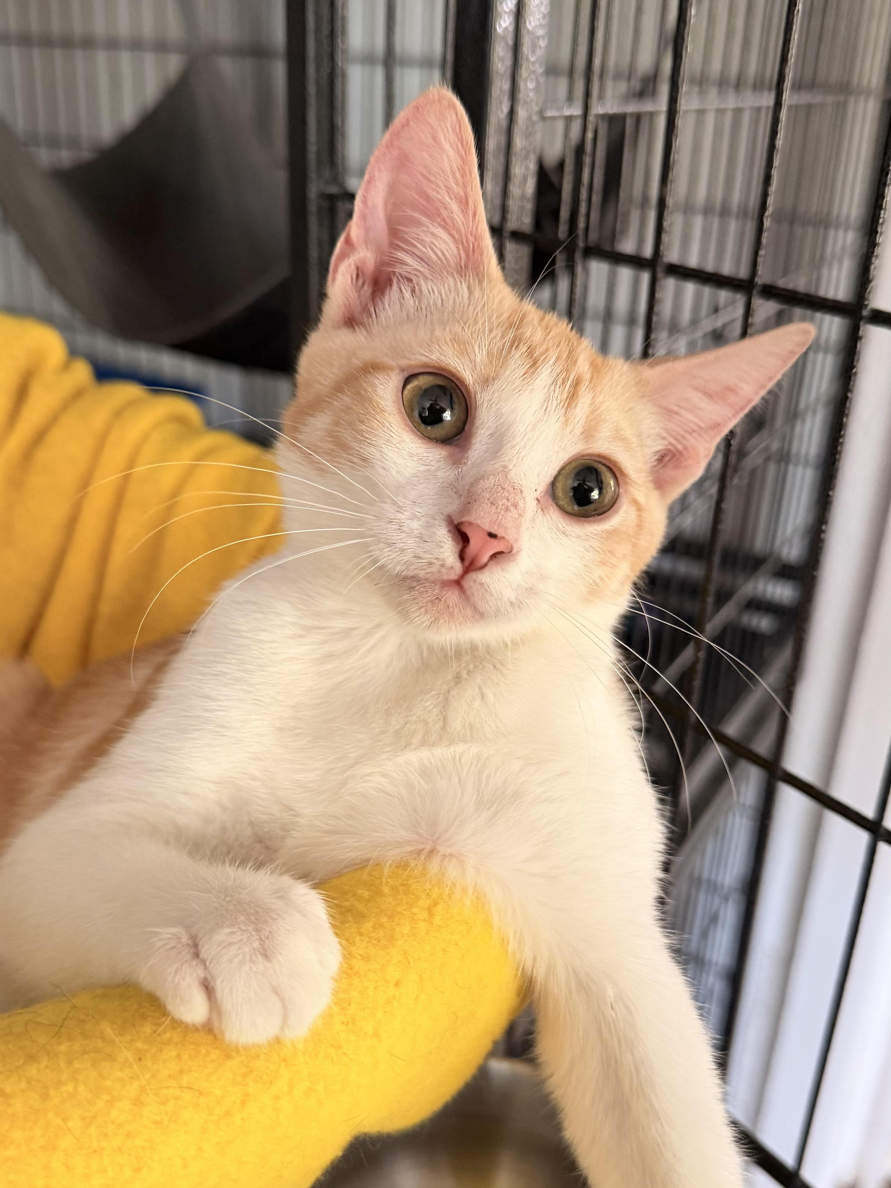 Enlarge Syx, a Adoptable Domestic Short Hair in Fort Worth, TX image 4/4