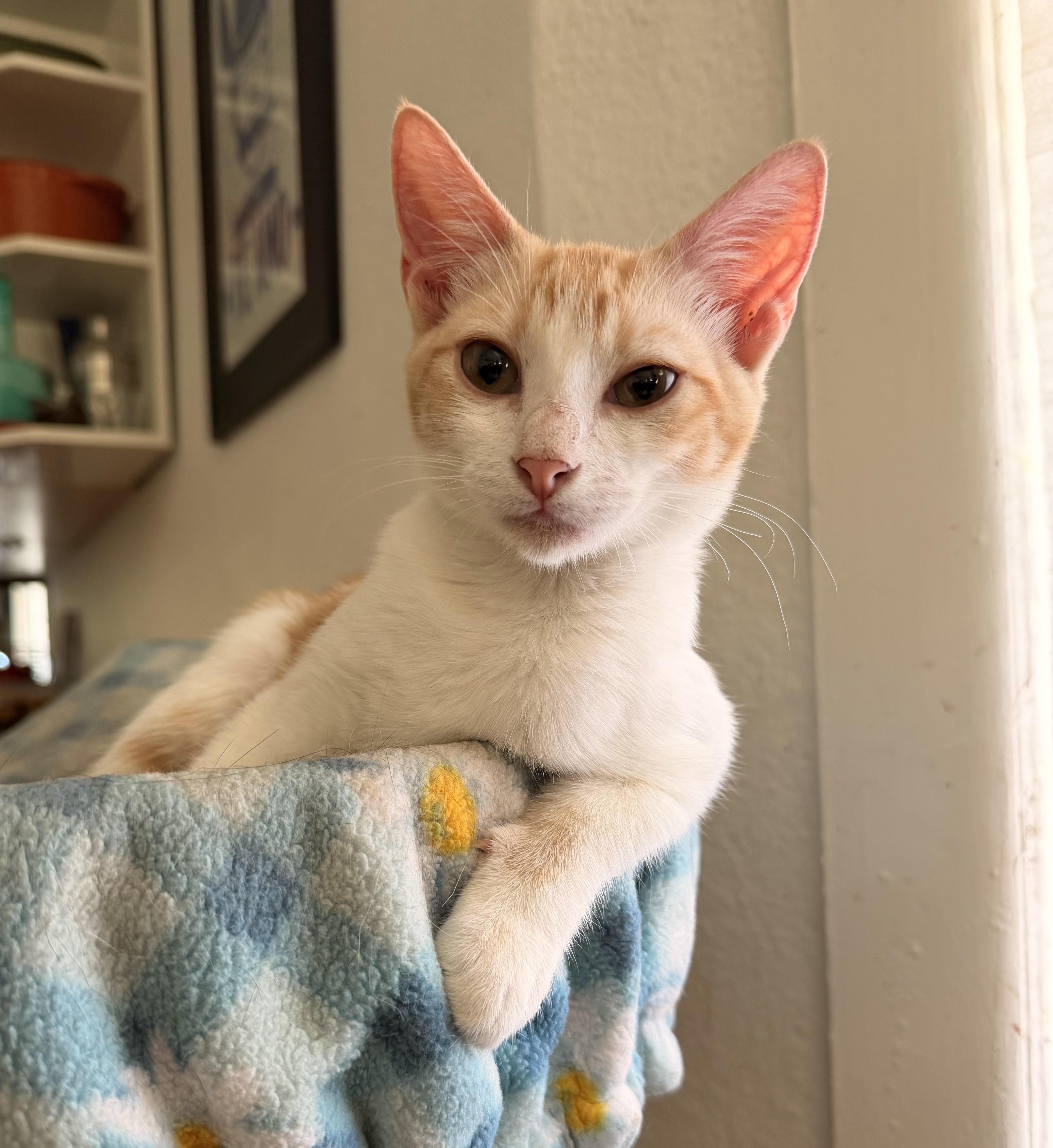 Enlarge Syx, a Adoptable Domestic Short Hair in Fort Worth, TX image 2/4