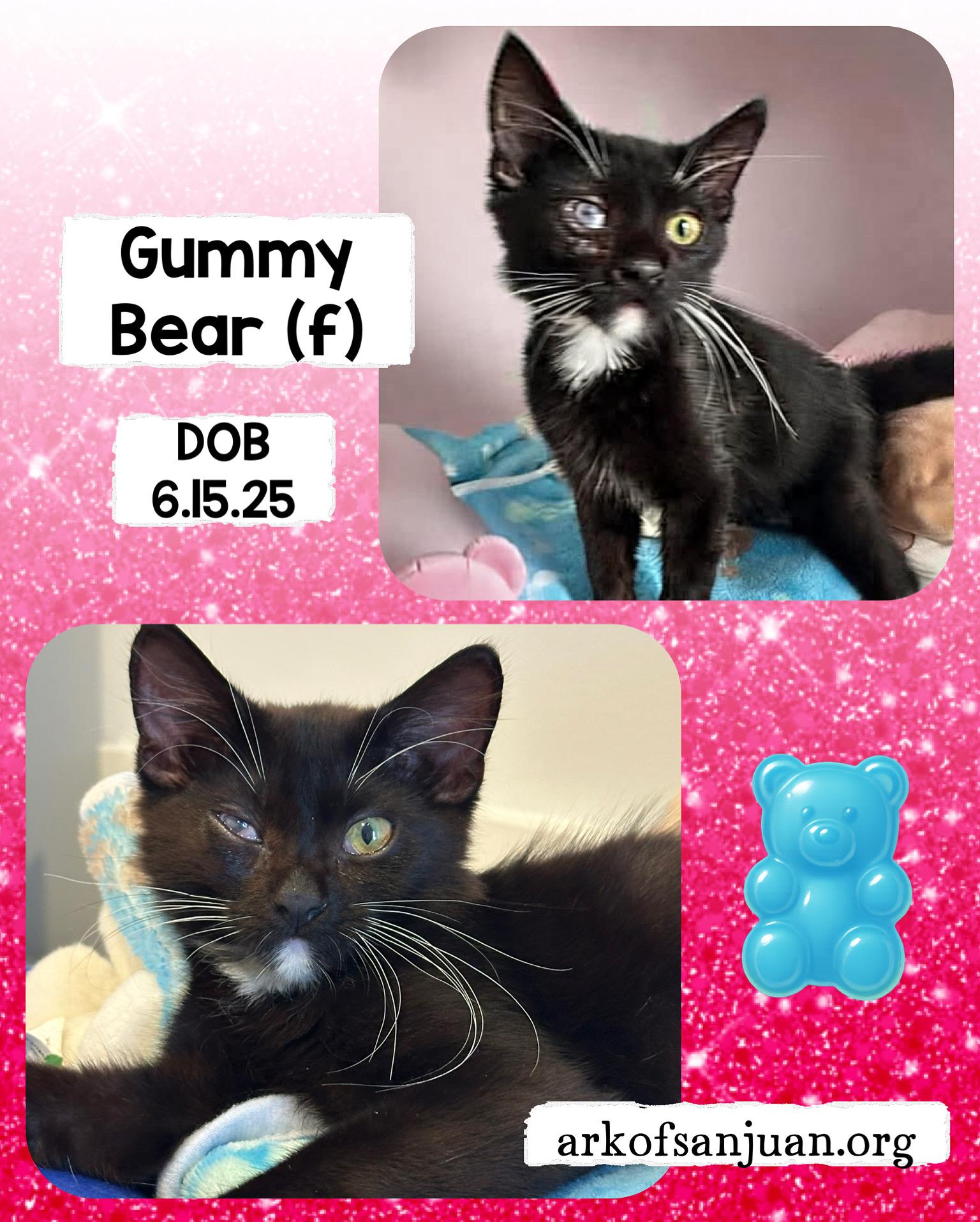 Enlarge Gummy Bear, an adoptable Domestic Short Hair in San Juan Capistrano, CA image 3/3