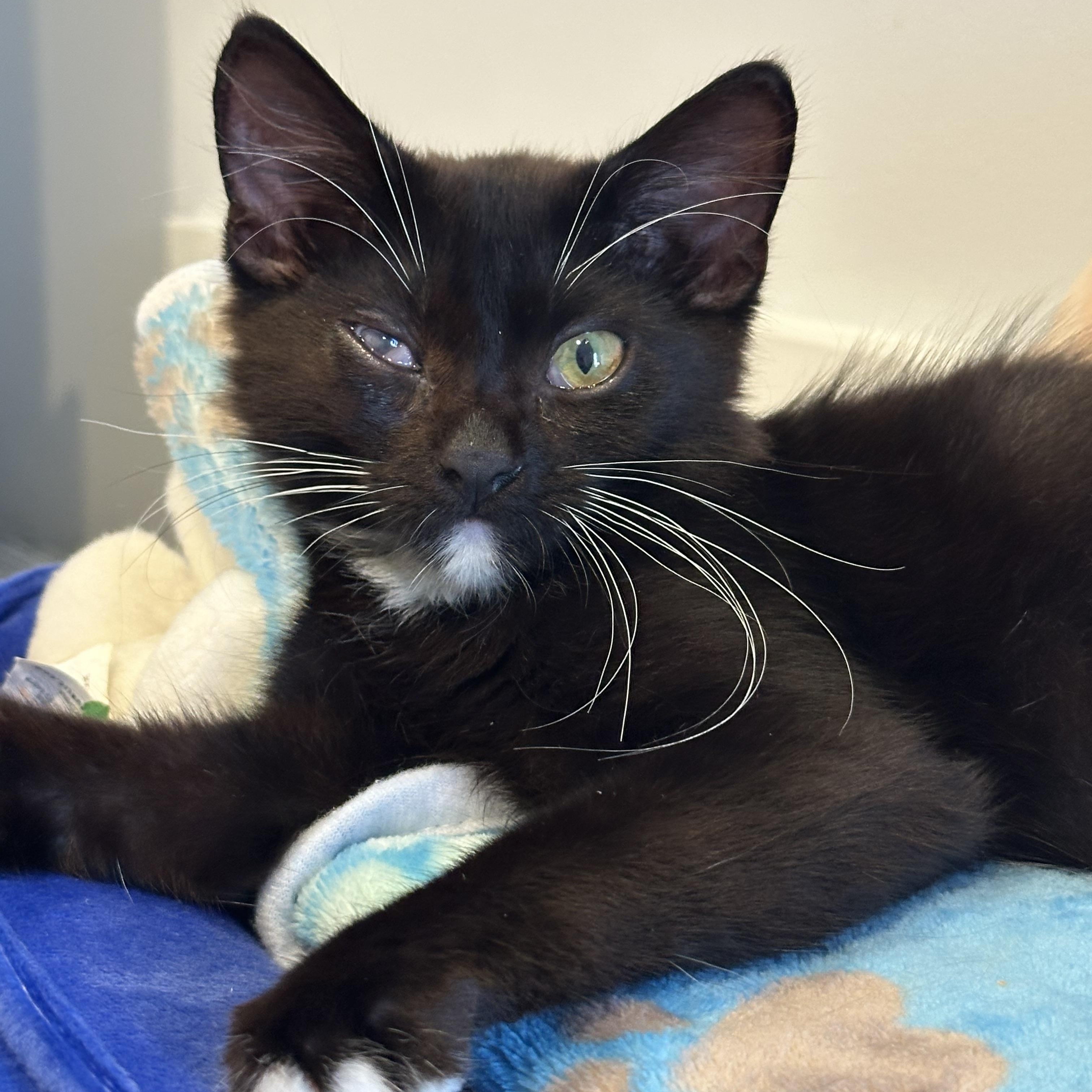 Gummy Bear, adoptable, Kitten Female Domestic Short Hair.