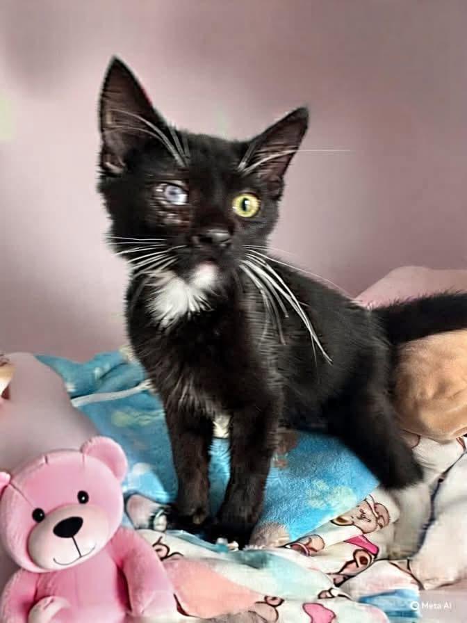Enlarge Gummy Bear, an adoptable Domestic Short Hair in San Juan Capistrano, CA image 2/3