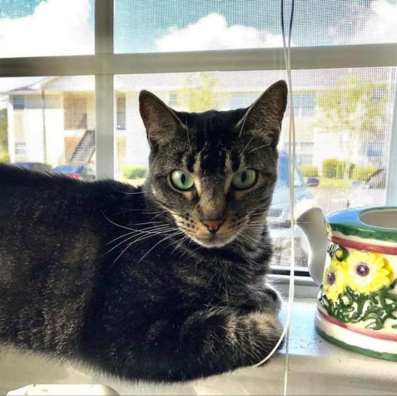 Gracie, Adoptable, Adult Female Tabby & Domestic Short Hair.