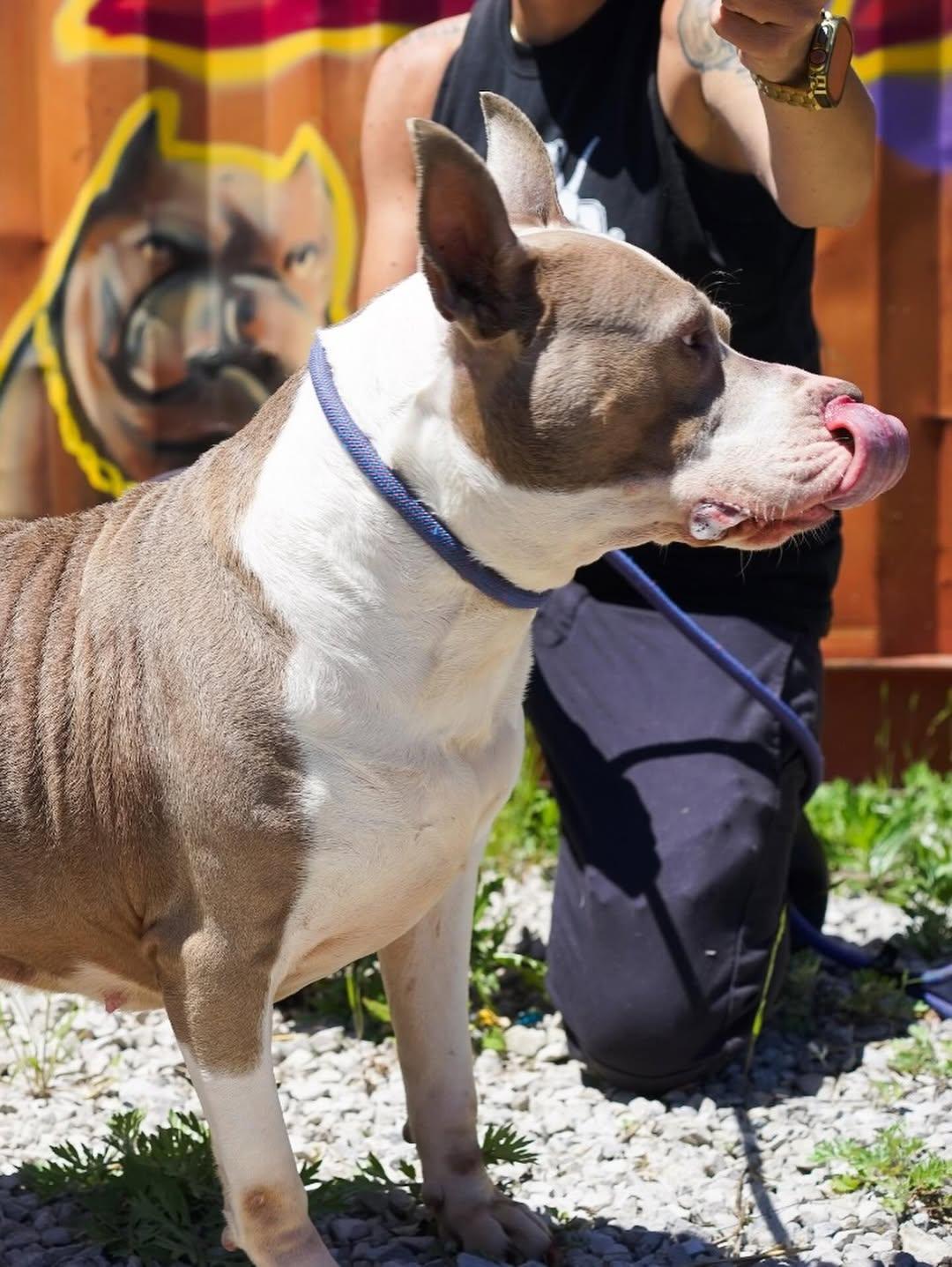 Enlarge Cher, a Adoptable Staffordshire Bull Terrier in Detroit, MI image 3/6