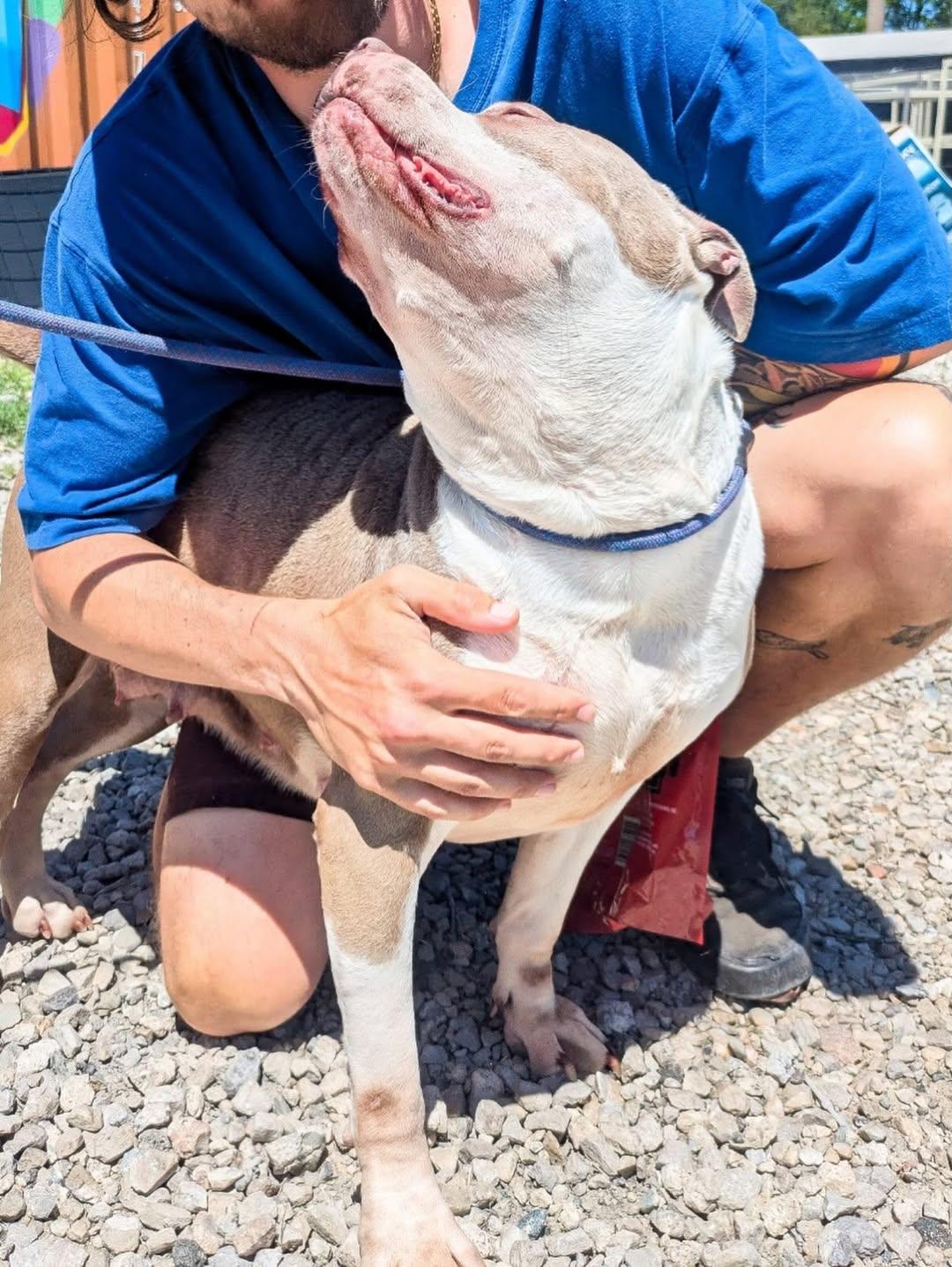 Enlarge Cher, a Adoptable Staffordshire Bull Terrier in Detroit, MI image 2/6