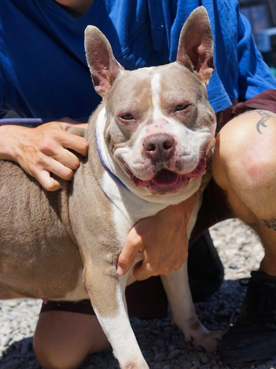 Enlarge Cher, a Adoptable Staffordshire Bull Terrier in Detroit, MI image 4/6