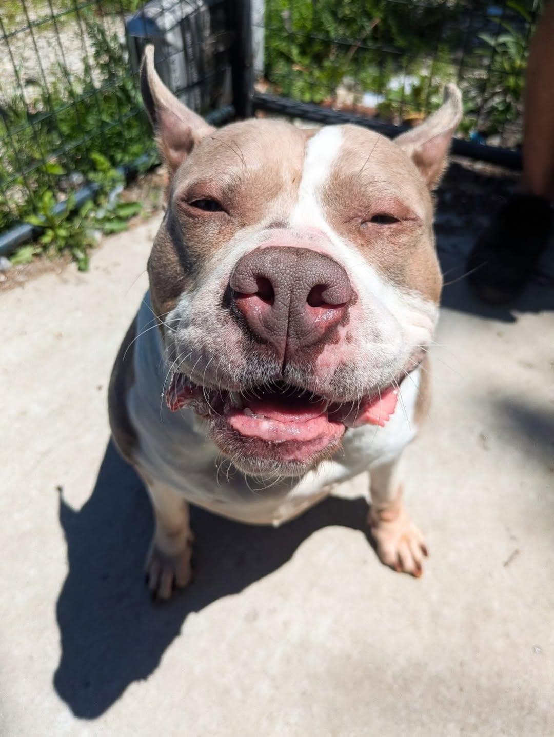 Cher, Adoptable, Adult Female Staffordshire Bull Terrier.