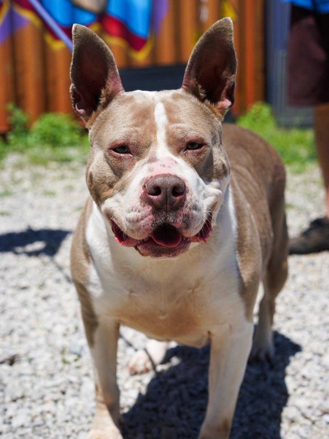 Enlarge Cher, a Adoptable Staffordshire Bull Terrier in Detroit, MI image 5/6