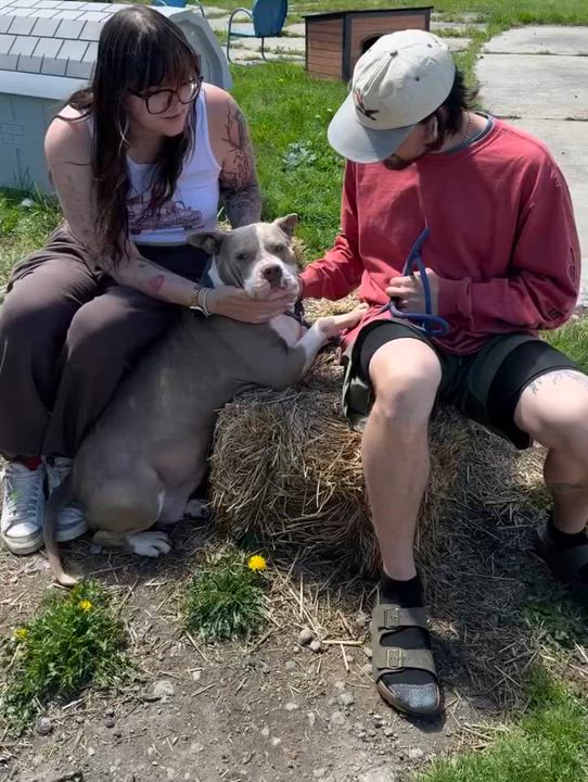Enlarge Cher, a Adoptable Staffordshire Bull Terrier in Detroit, MI video 6/6