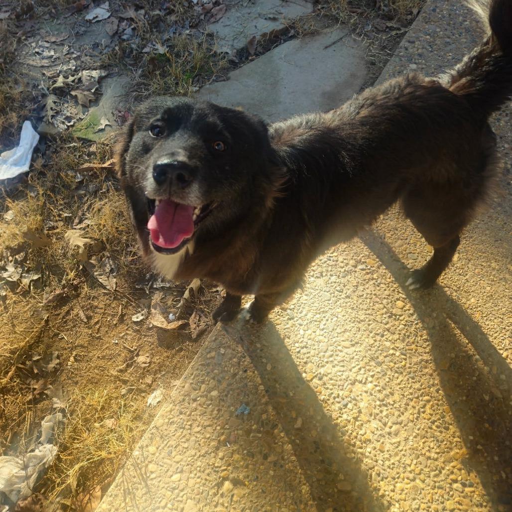Jefferson, Adoptable, Young Male Mixed Breed.