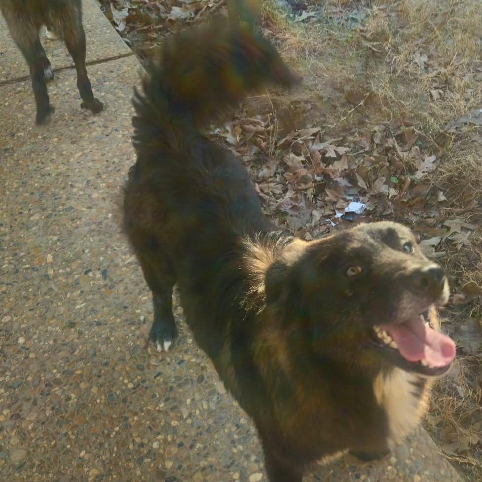 Enlarge Jefferson, a Adoptable Mixed Breed in Wadena, MN image 2/4