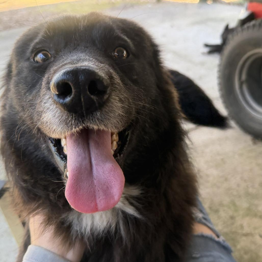 Enlarge Jefferson, a Adoptable Mixed Breed in Wadena, MN image 3/4