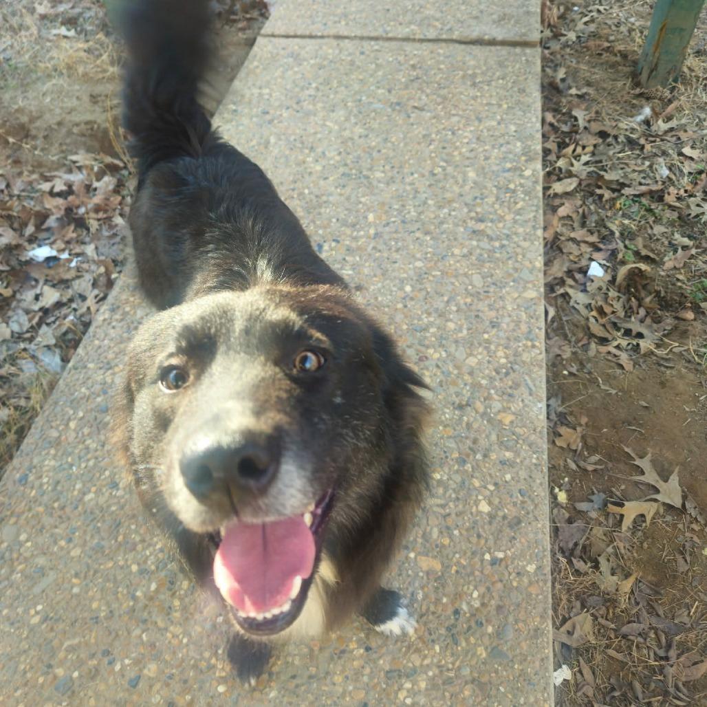 Enlarge Jefferson, a Adoptable Mixed Breed in Wadena, MN image 4/4