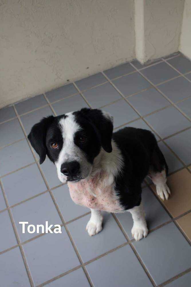 Enlarge Tonka, a Adopted mixed breed in Tulsa, OK image 1/2