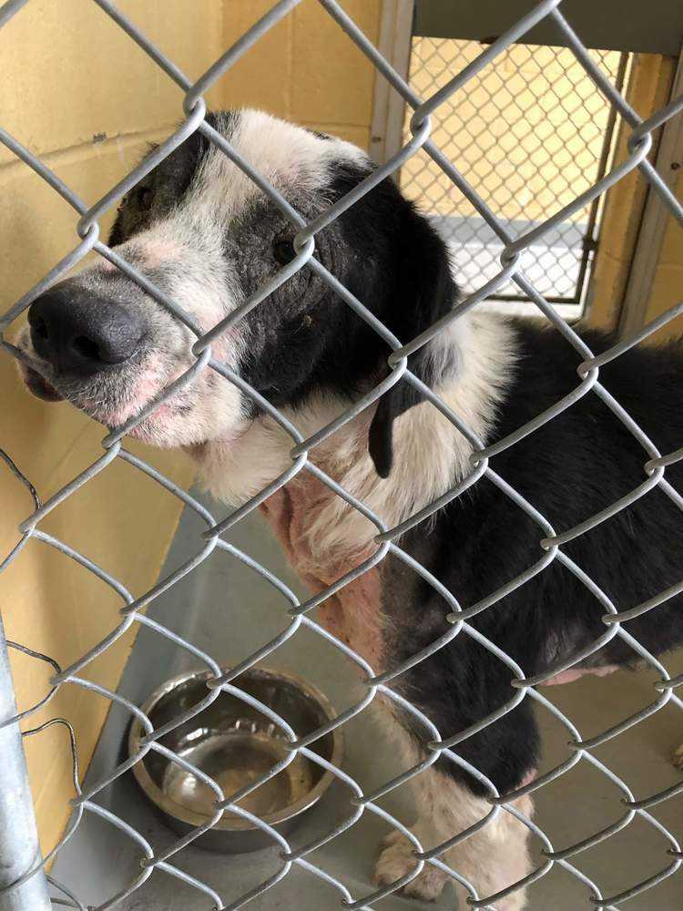 Enlarge Tonka, a Adopted mixed breed in Tulsa, OK image 2/2