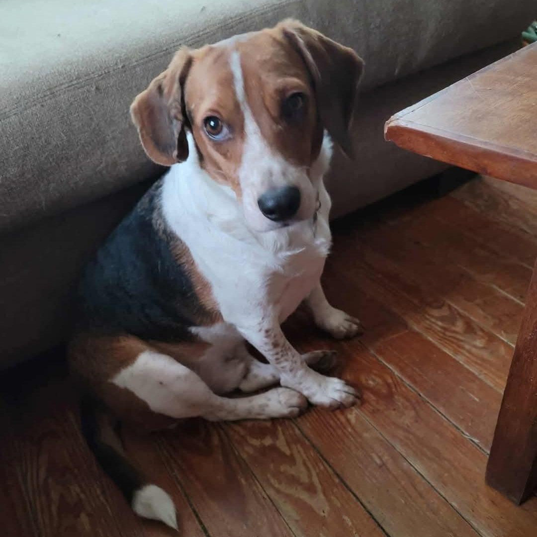 Trapper, Adoptable, Adult Male Beagle.