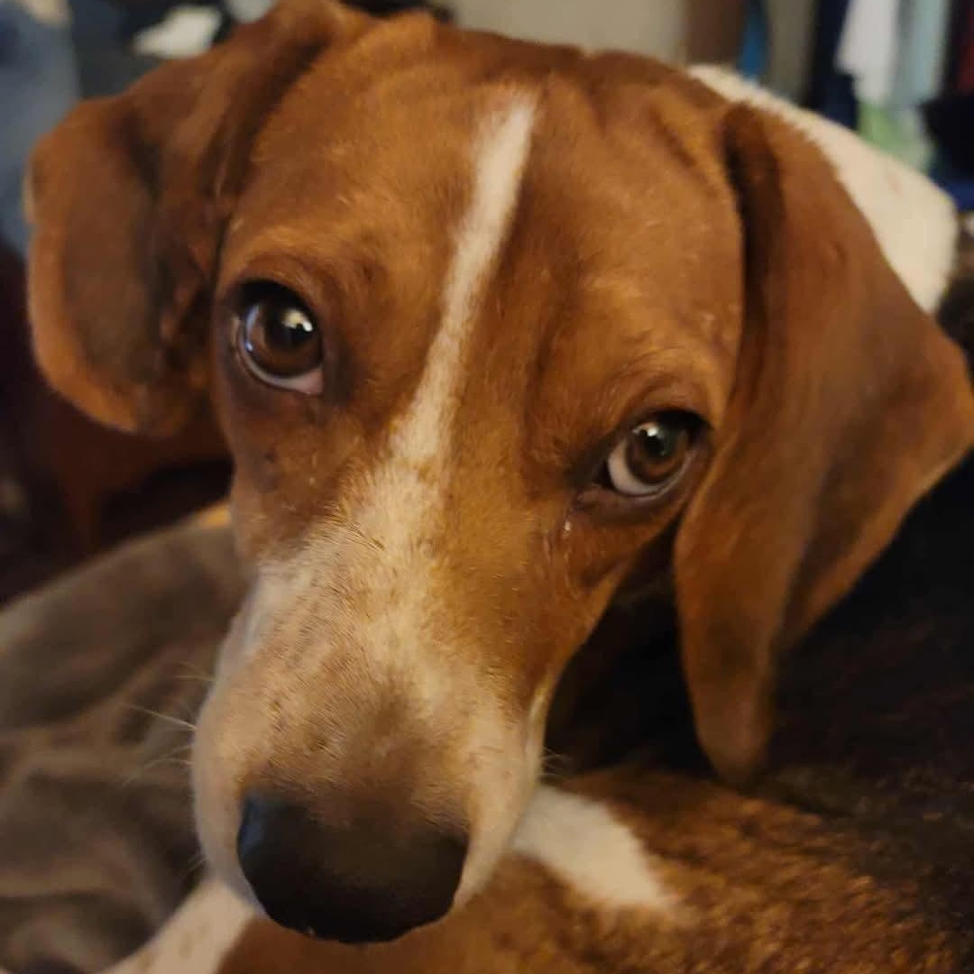 Trapper, a Adoptable Beagle in Spring Hill, TN image 2/3