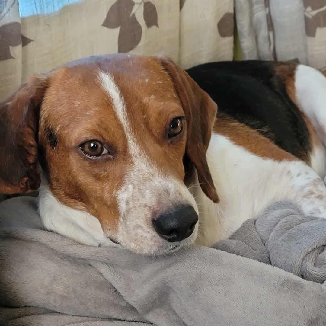 Trapper, a Adoptable Beagle in Spring Hill, TN image 3/3