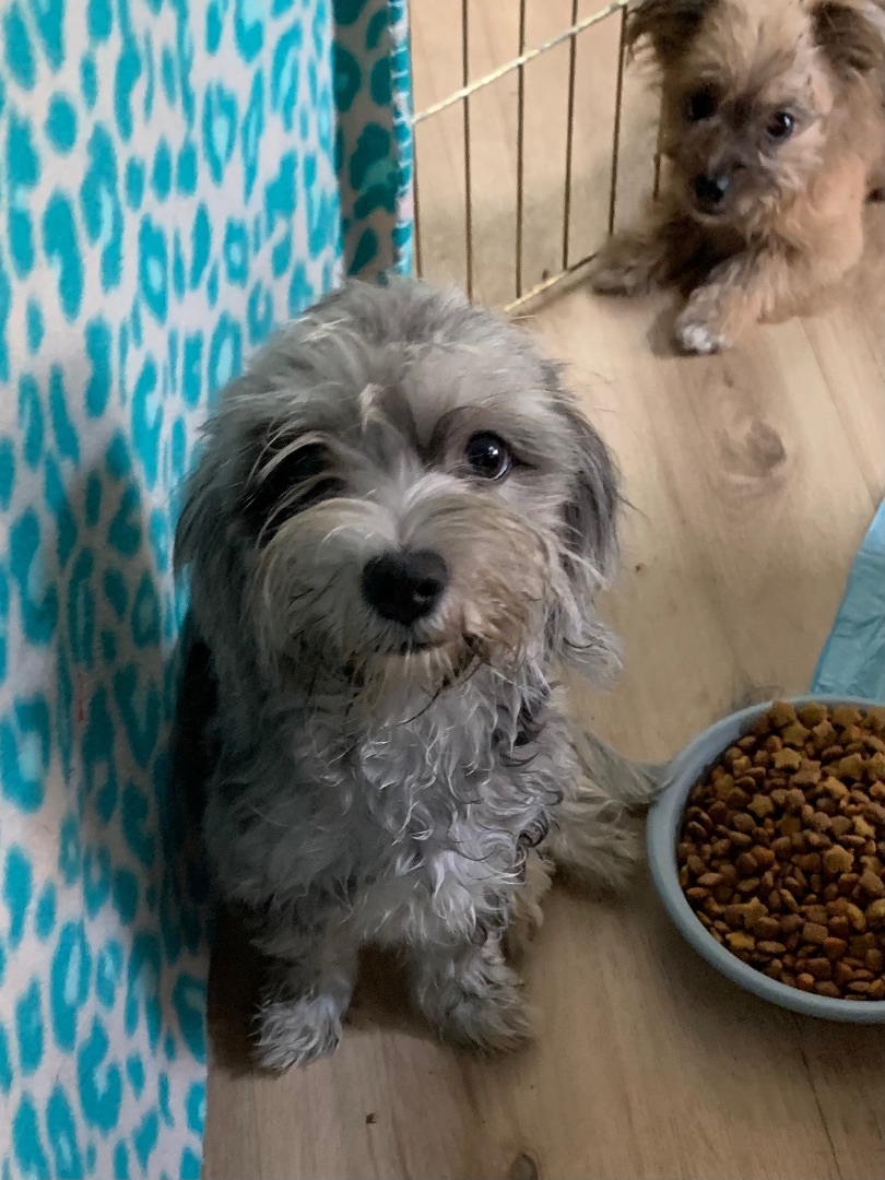 Sister , Adopted, Puppy Female Shih Tzu.