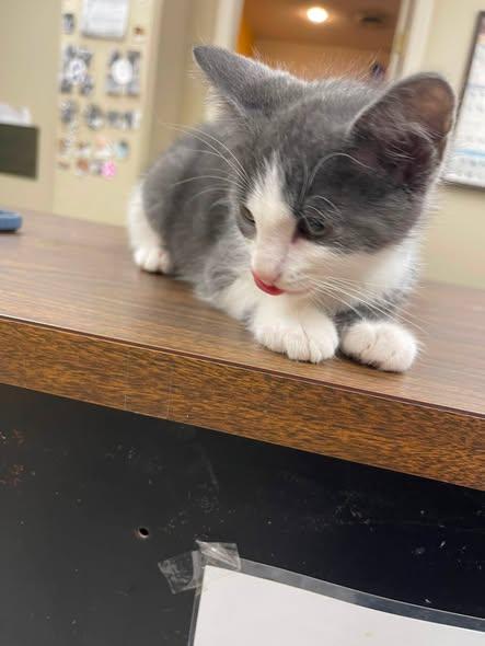 Hud, a ADOPTABLE Domestic Medium Hair in North Kansas City, MO image 2/4