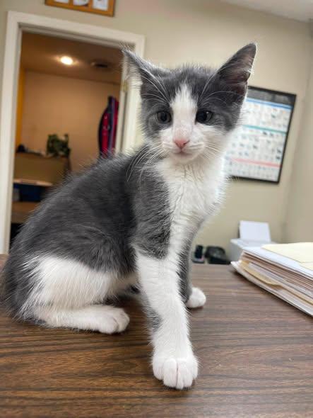 Hud, ADOPTABLE, Kitten Male Domestic Medium Hair.