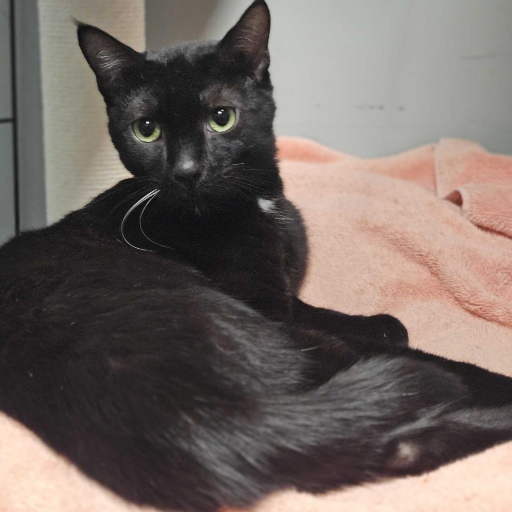 Enlarge Shovelnose, a Adoptable Domestic Short Hair in Dover, NH image 1/4