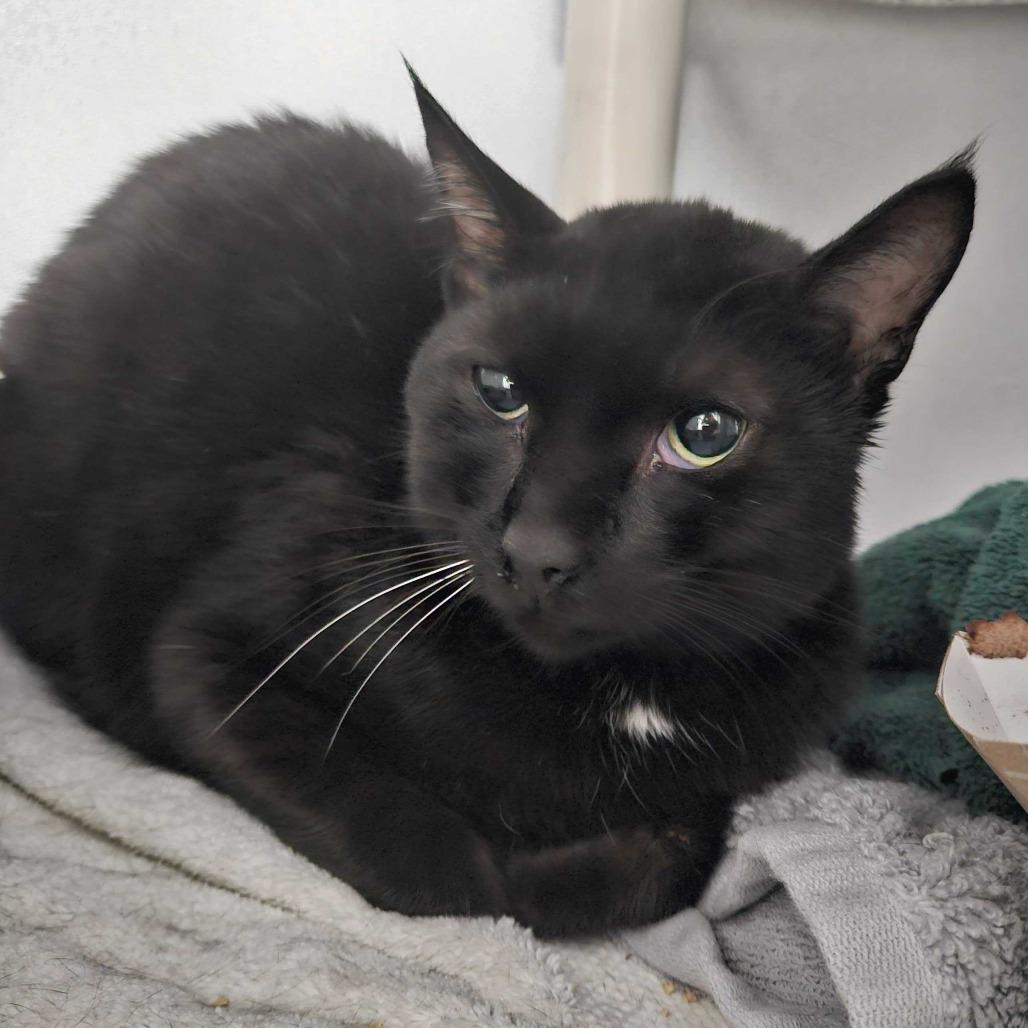 Enlarge Shovelnose, a Adoptable Domestic Short Hair in Dover, NH image 2/4