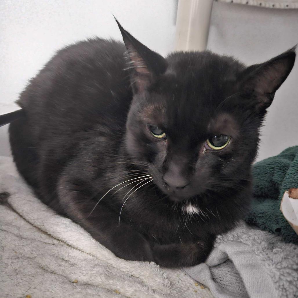 Enlarge Shovelnose, a Adoptable Domestic Short Hair in Dover, NH image 3/4