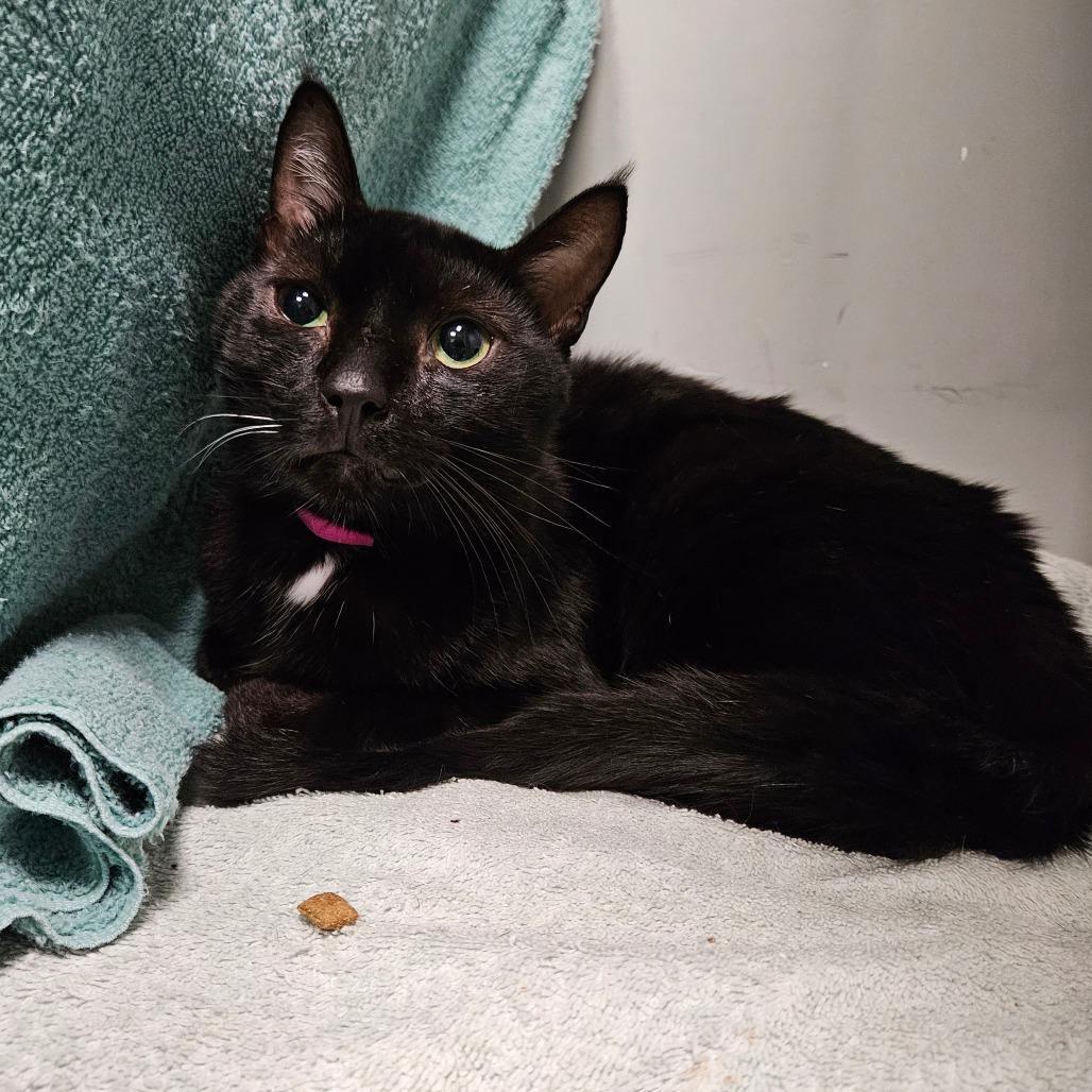 Enlarge Shovelnose, a Adoptable Domestic Short Hair in Dover, NH image 4/4