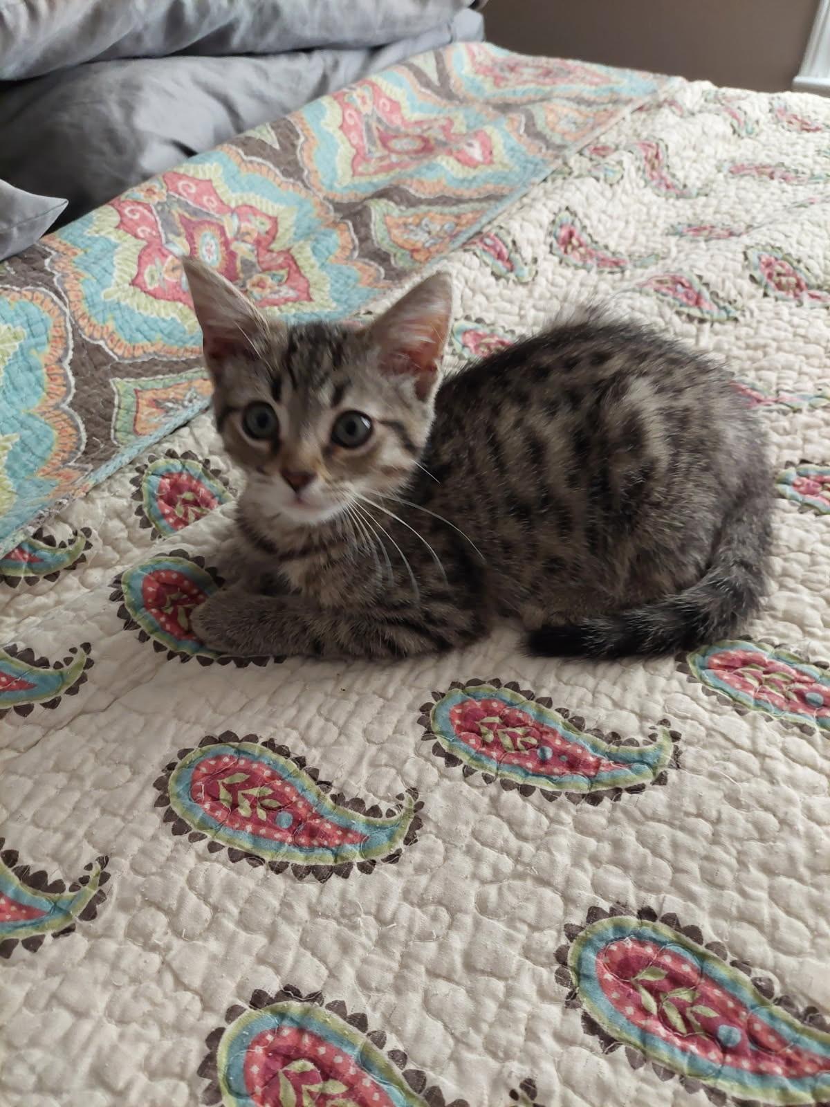 Tanner, Adoptable, Kitten Male Tabby.