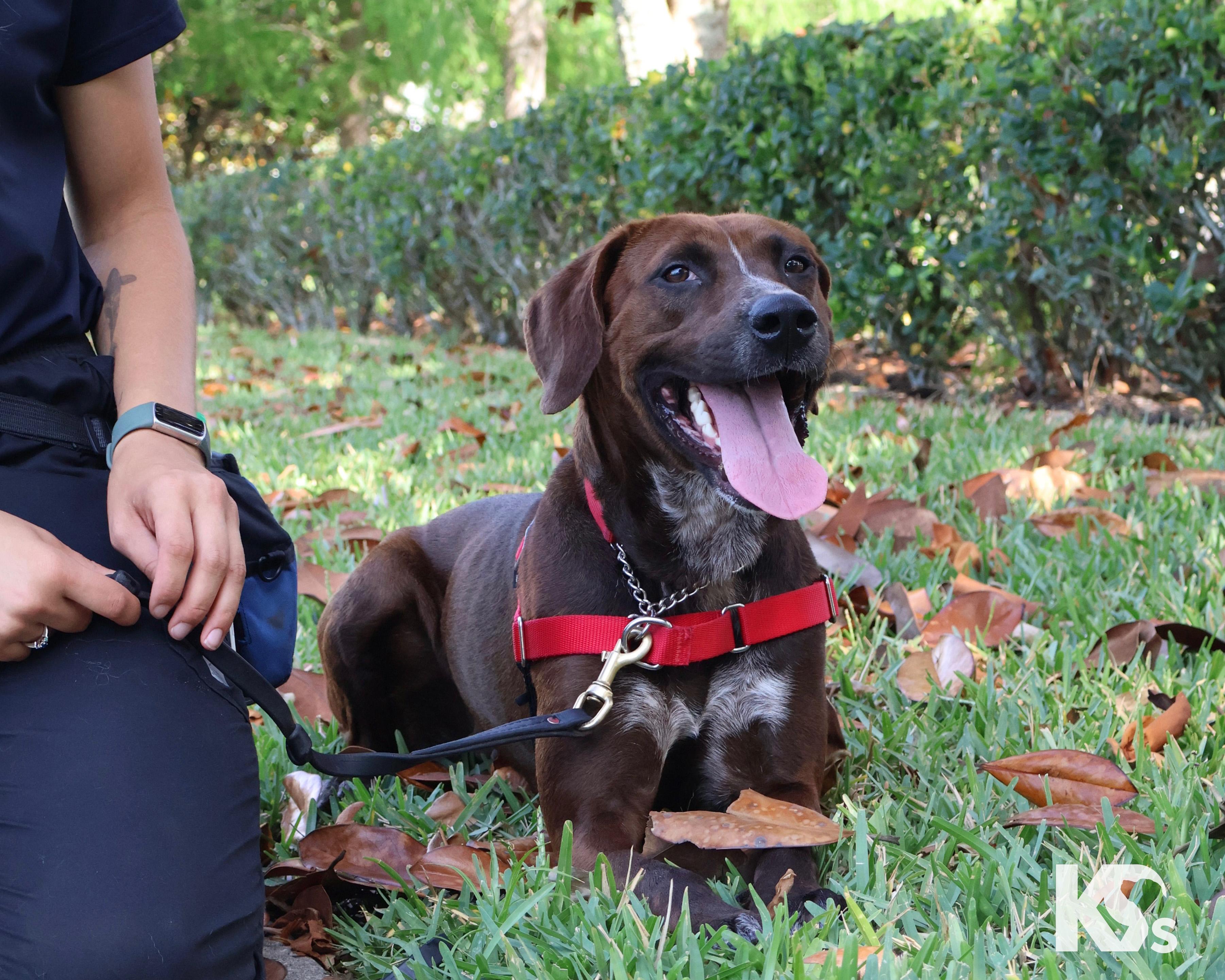 Coco, a ADOPTABLE mixed breed in Ponte Vedra, FL image 2/6