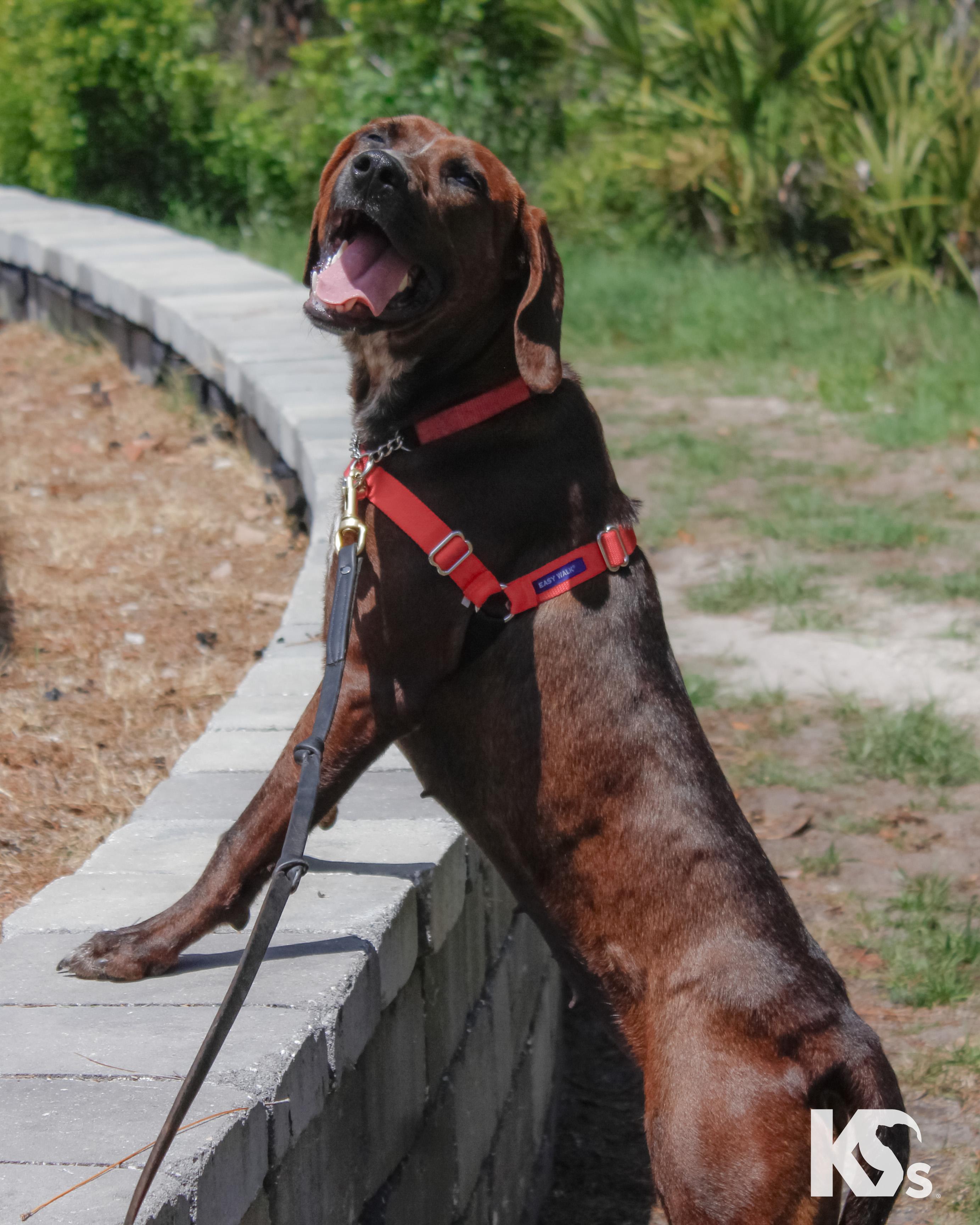 Coco, a ADOPTABLE mixed breed in Ponte Vedra, FL image 5/6
