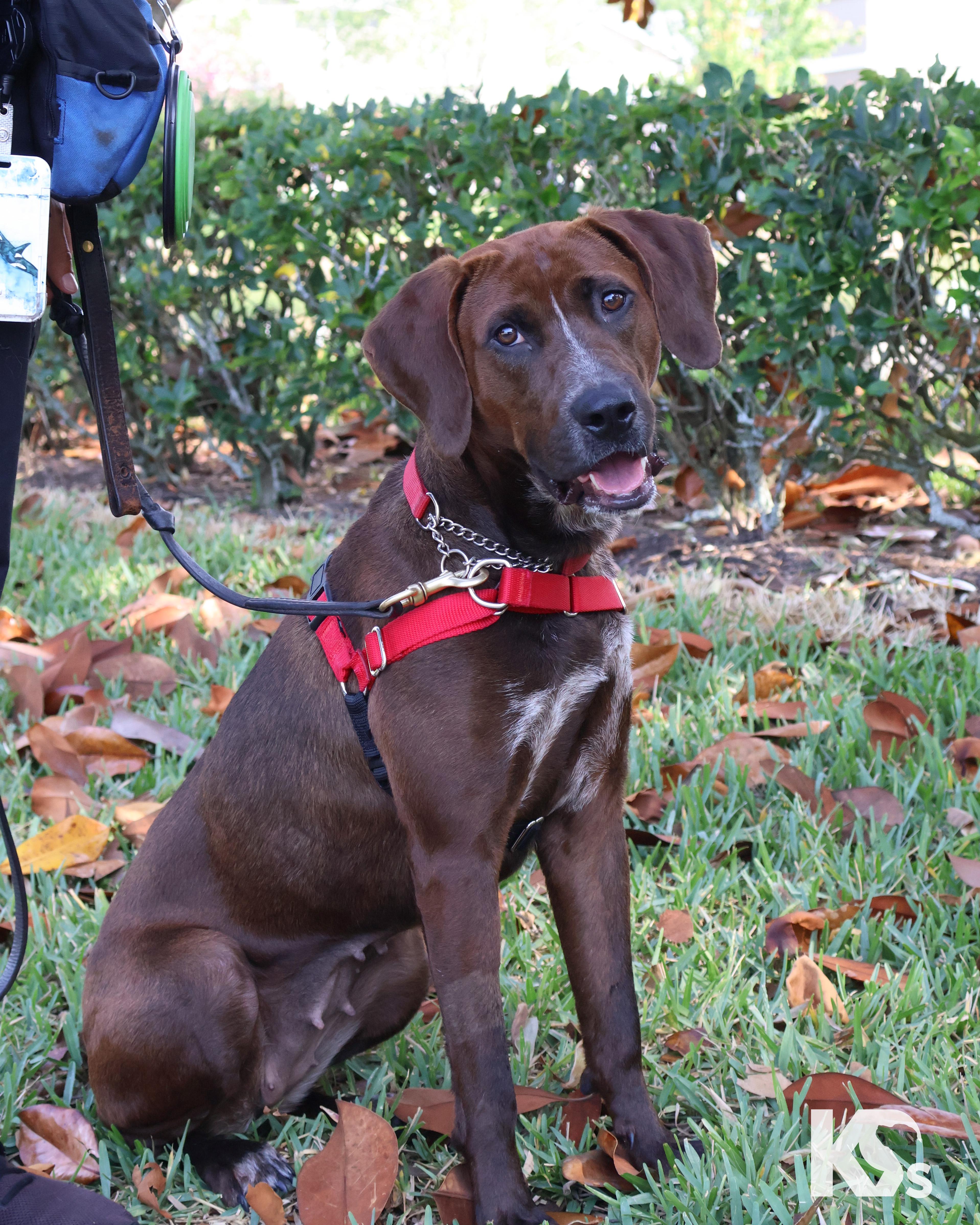Coco, a ADOPTABLE mixed breed in Ponte Vedra, FL image 4/6