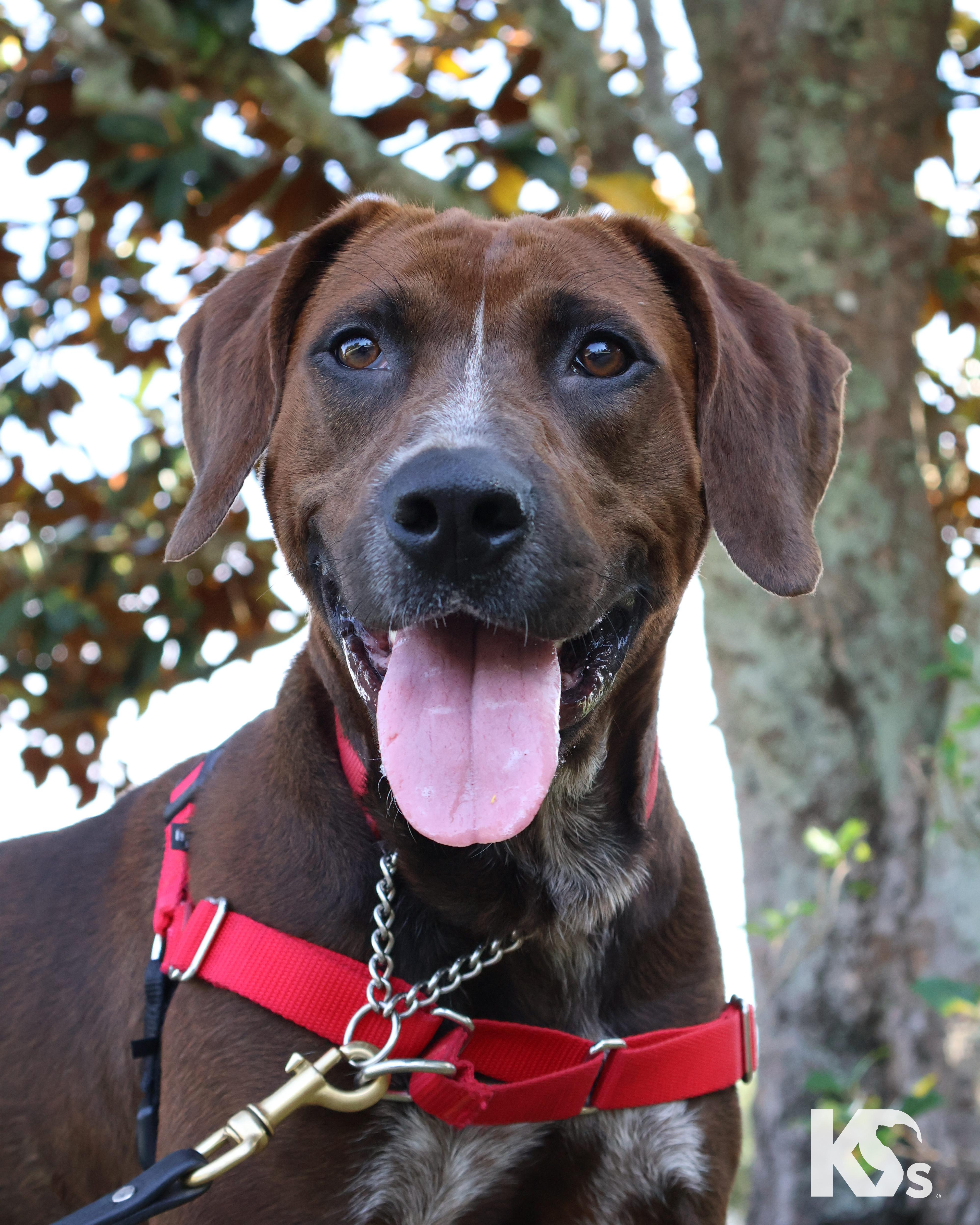 Coco, ADOPTABLE, Young Female Bavarian Mountain Hound & Labrador Retriever.
