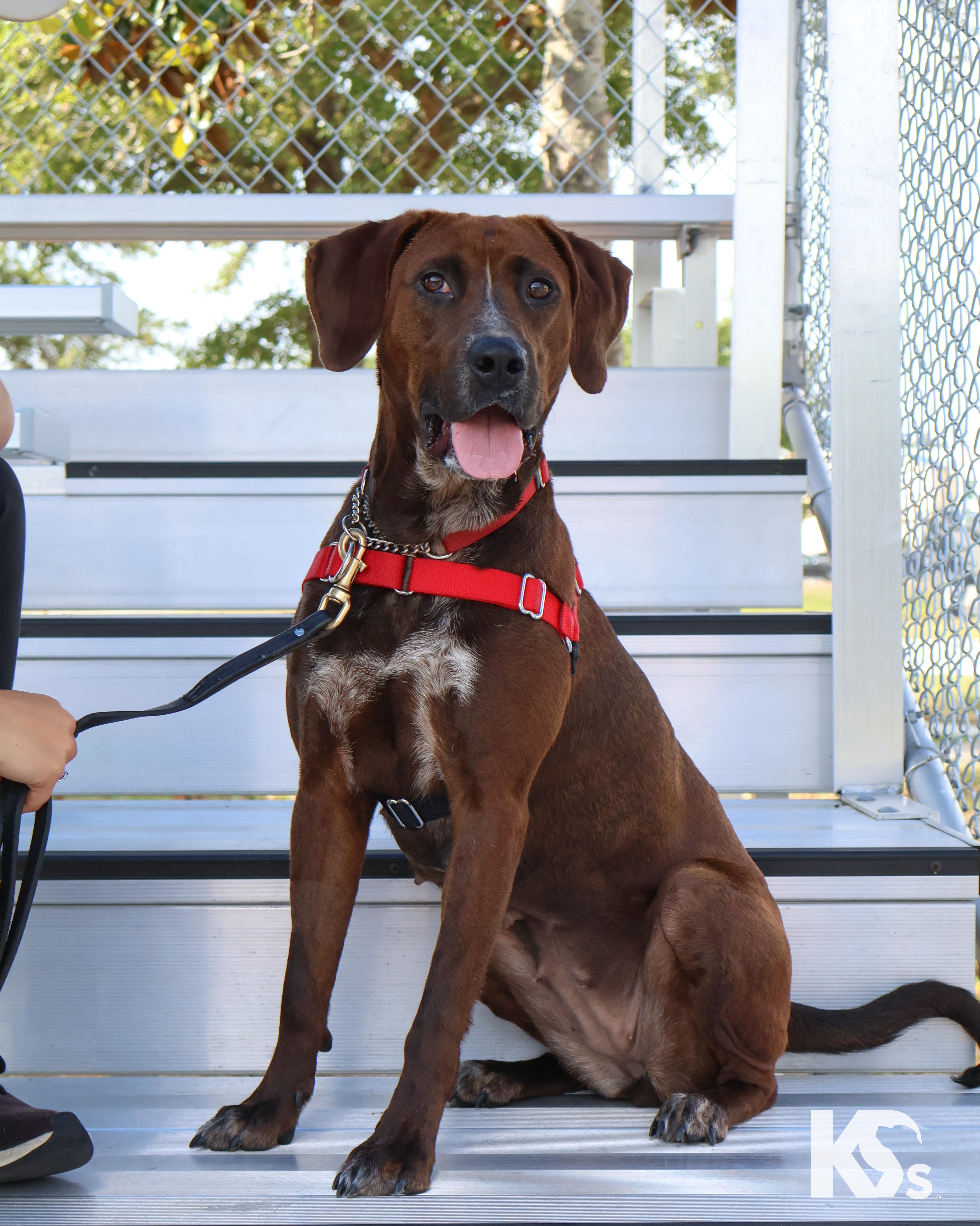 Coco, a ADOPTABLE mixed breed in Ponte Vedra, FL image 6/6