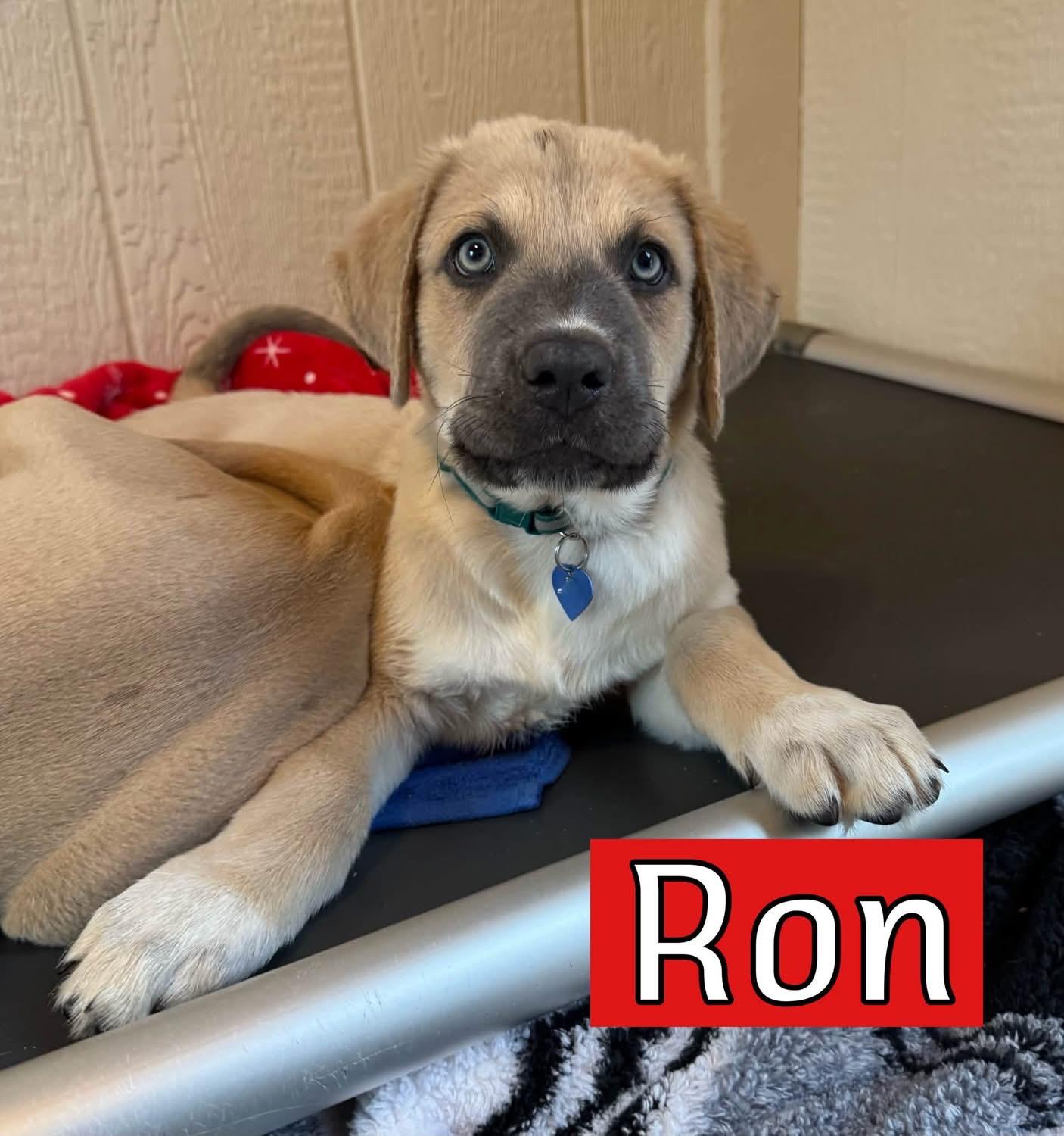Ron, Adoptable, Puppy Male Hound.