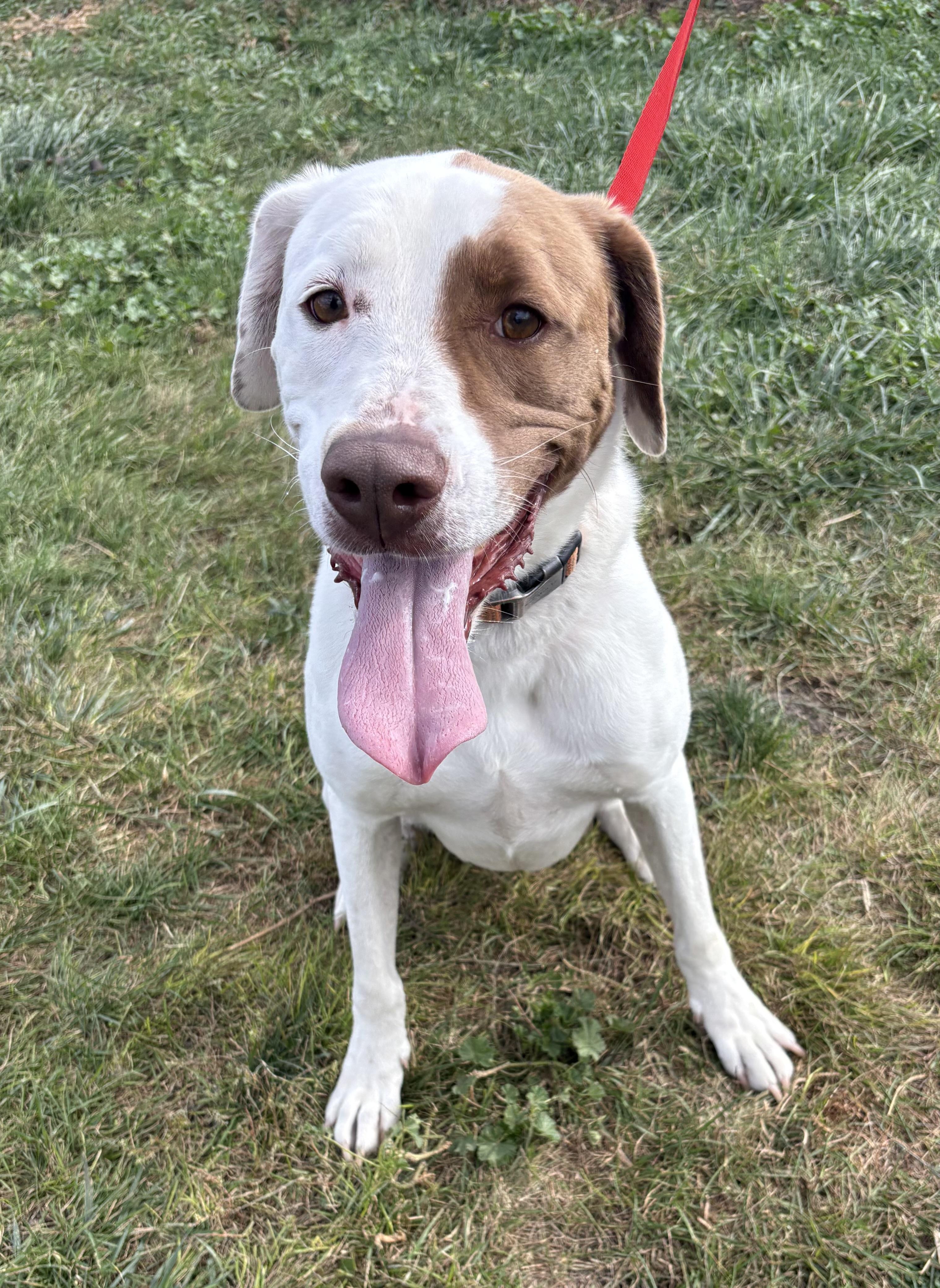 Fred, an adoptable Labrador Retriever in Grant, NE, 69140 | Photo Image 3