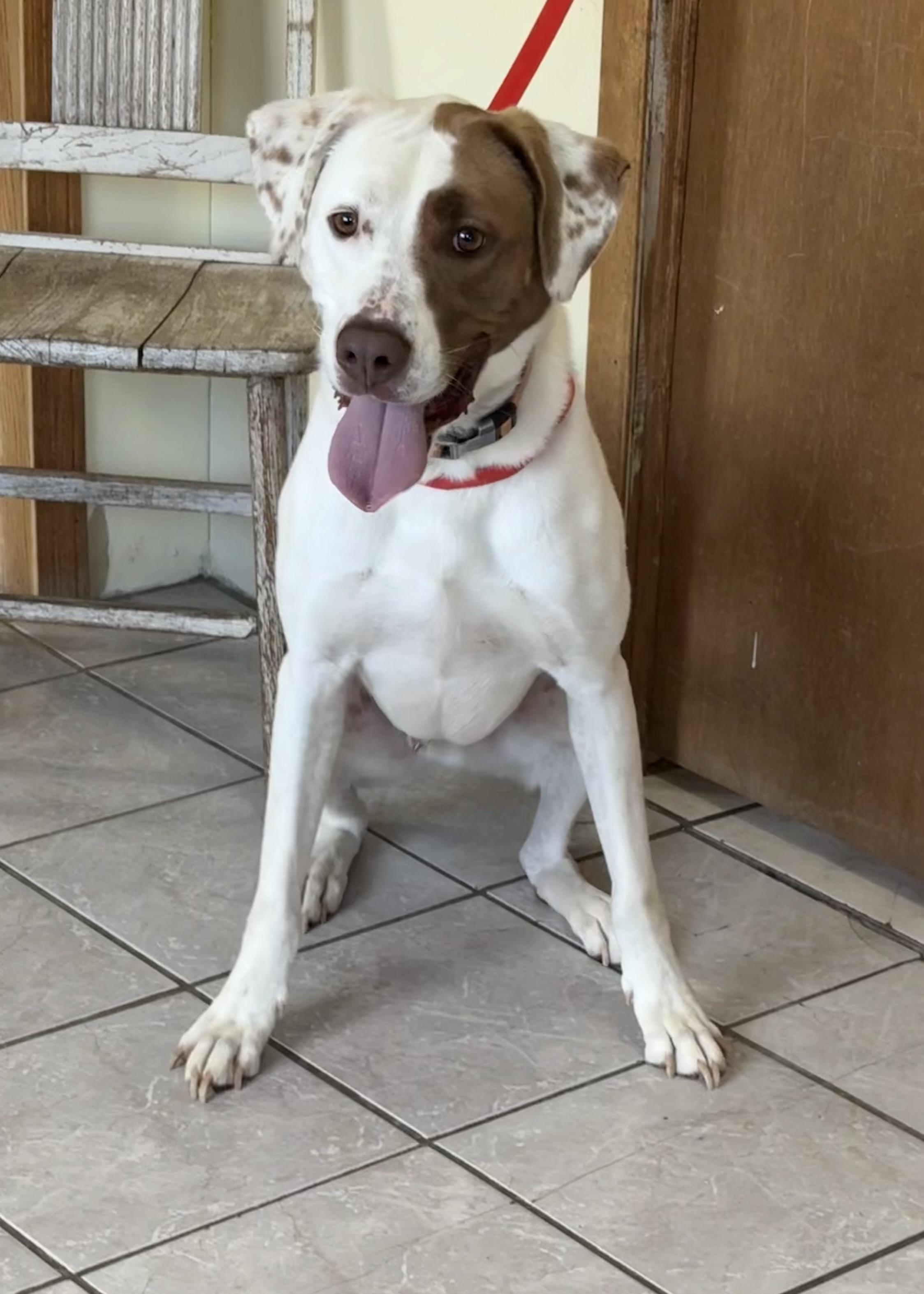 Fred, a Adoptable mixed breed in Grant, NE image 2/4