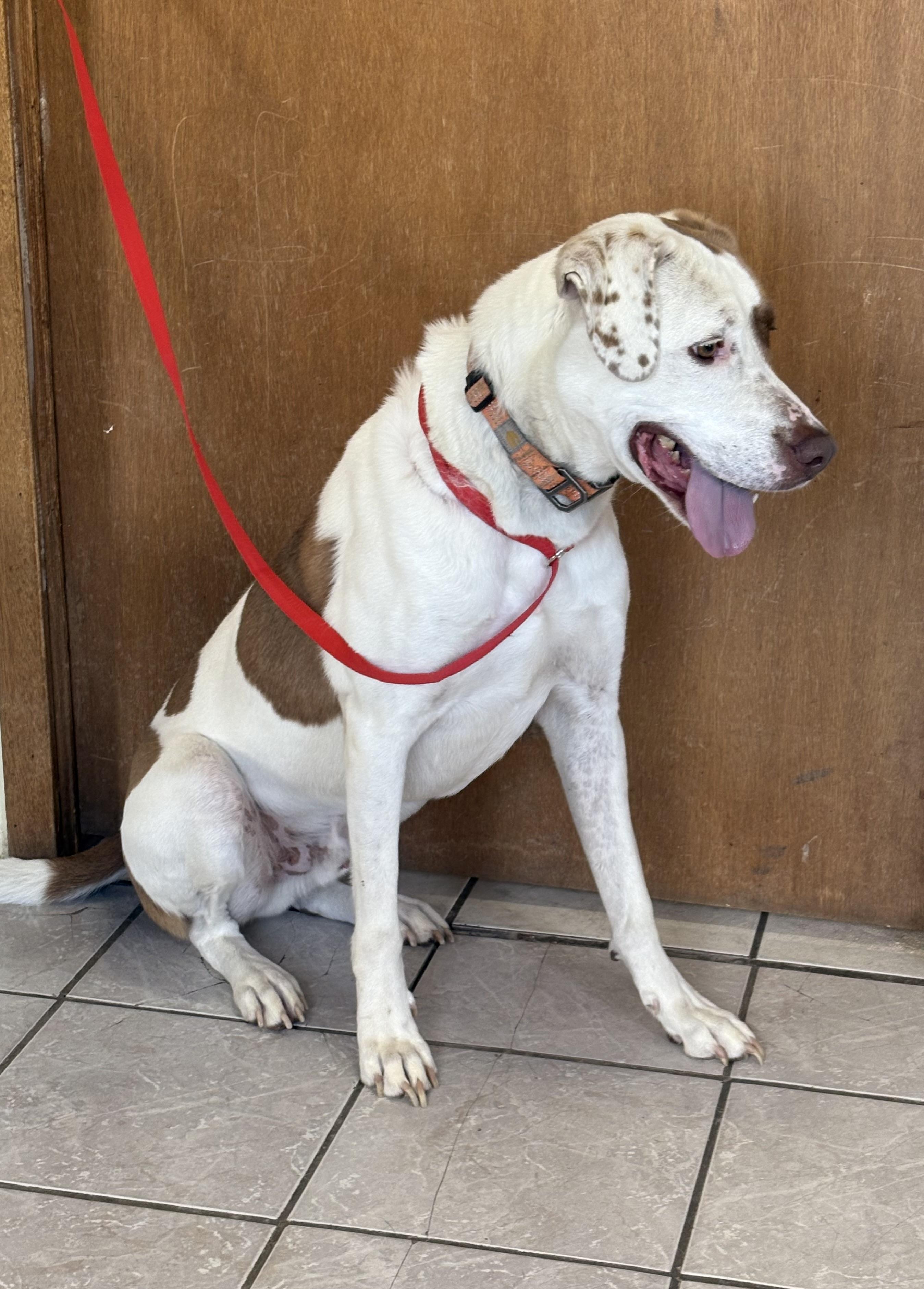 Fred, a Adoptable mixed breed in Grant, NE image 3/4