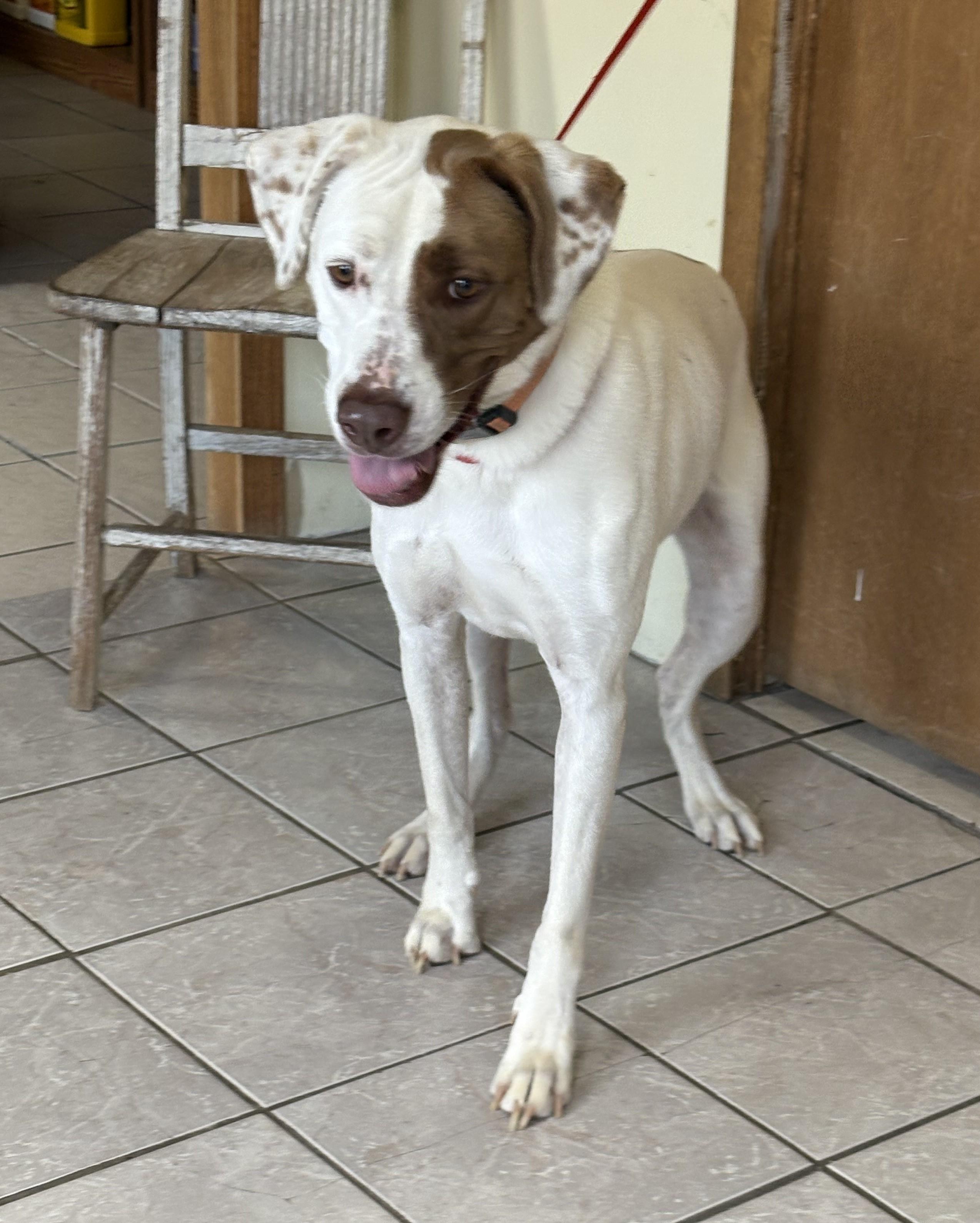 Fred, an adoptable Labrador Retriever in Grant, NE, 69140 | Photo Image 4