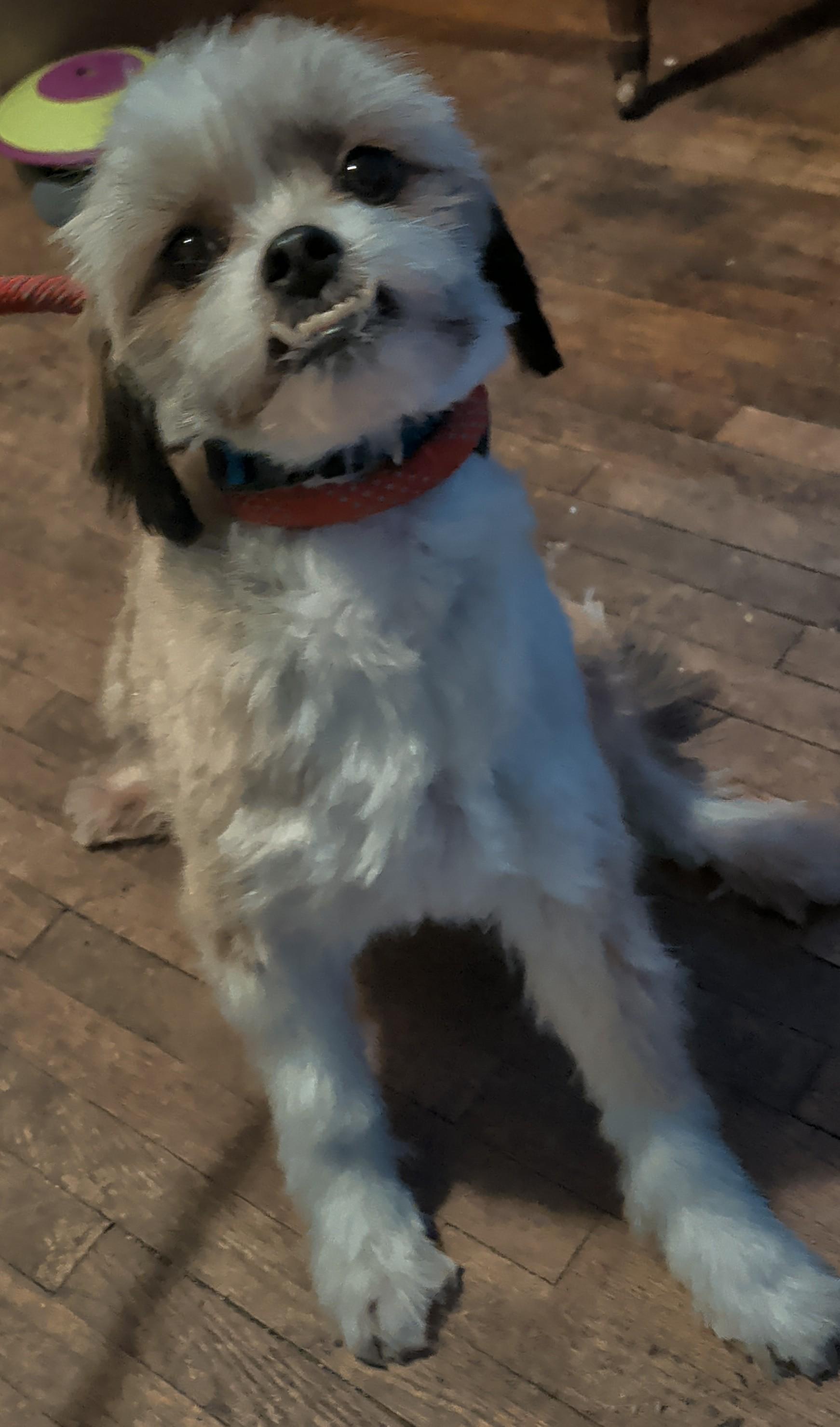 Gus, a ADOPTABLE mixed breed in Brainerd, MN image 3/5